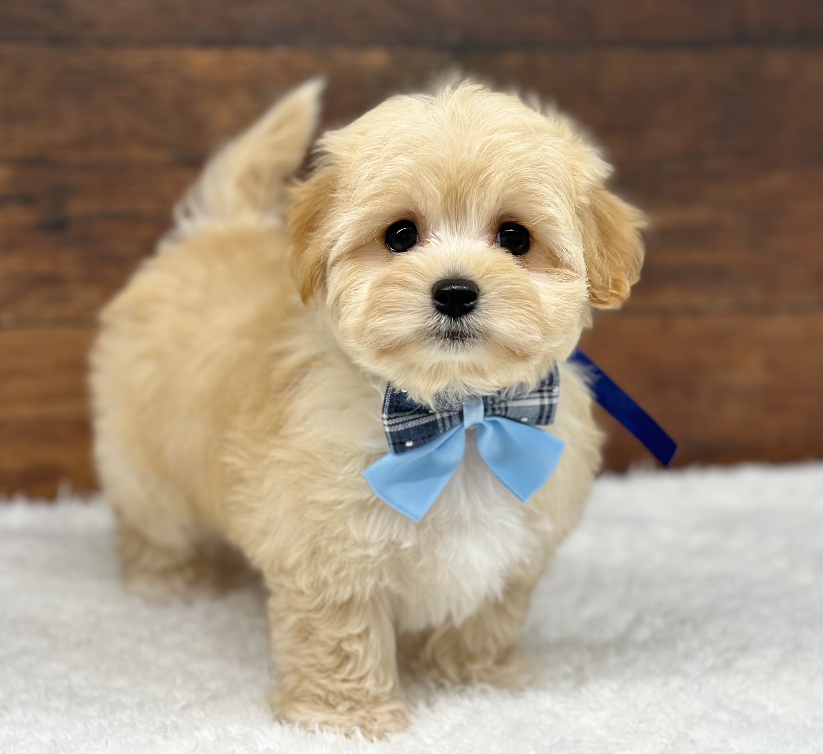 愛知県のハーフ犬・ミックス犬 (ペッツワン名古屋大高インター店/2025年10月24日生まれ/女の子/クリーム)の子犬の1枚目の画像