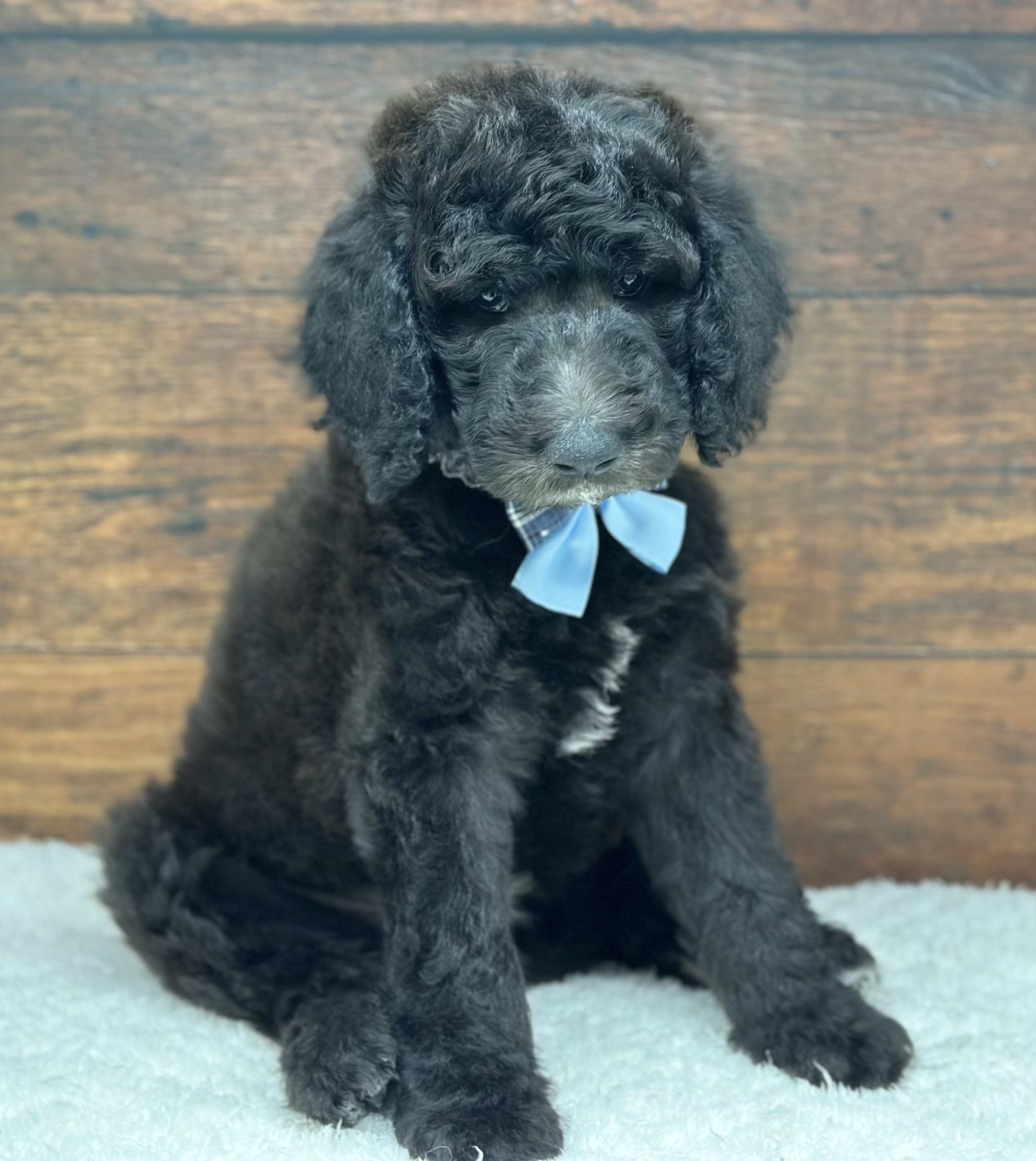 愛知県のスタンダードプードル (ペッツワン名古屋大高インター店/2025年10月20日生まれ/男の子/グレー)の子犬の2枚目の画像