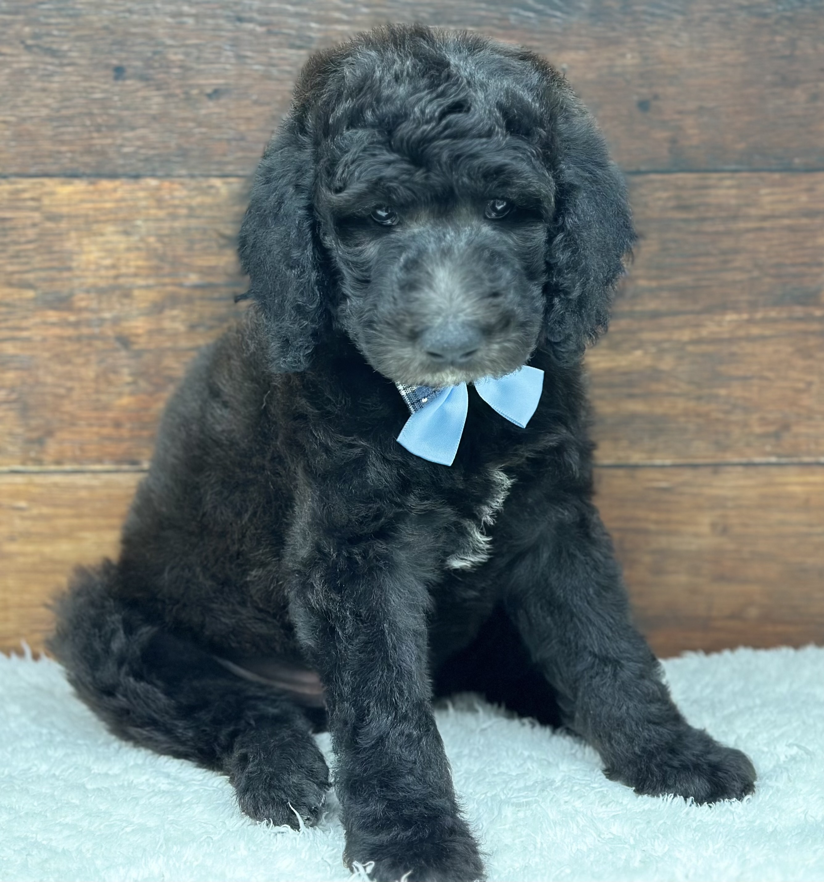 愛知県のスタンダードプードル (ペッツワン名古屋大高インター店/2025年10月20日生まれ/男の子/グレー)の子犬の1枚目の画像