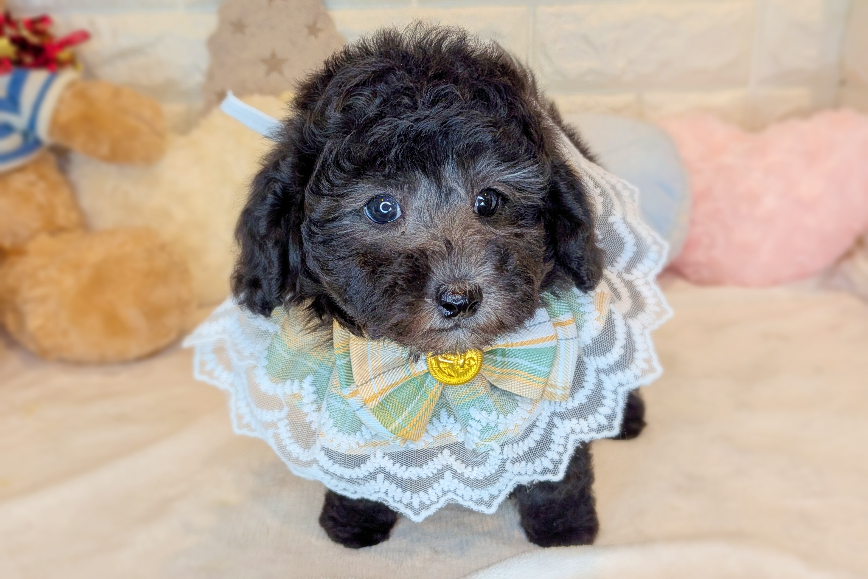 京都府のトイプードル(トイ) (ペッツワン亀岡店/2025年10月21日生まれ/男の子/グレー)の子犬の1枚目の画像