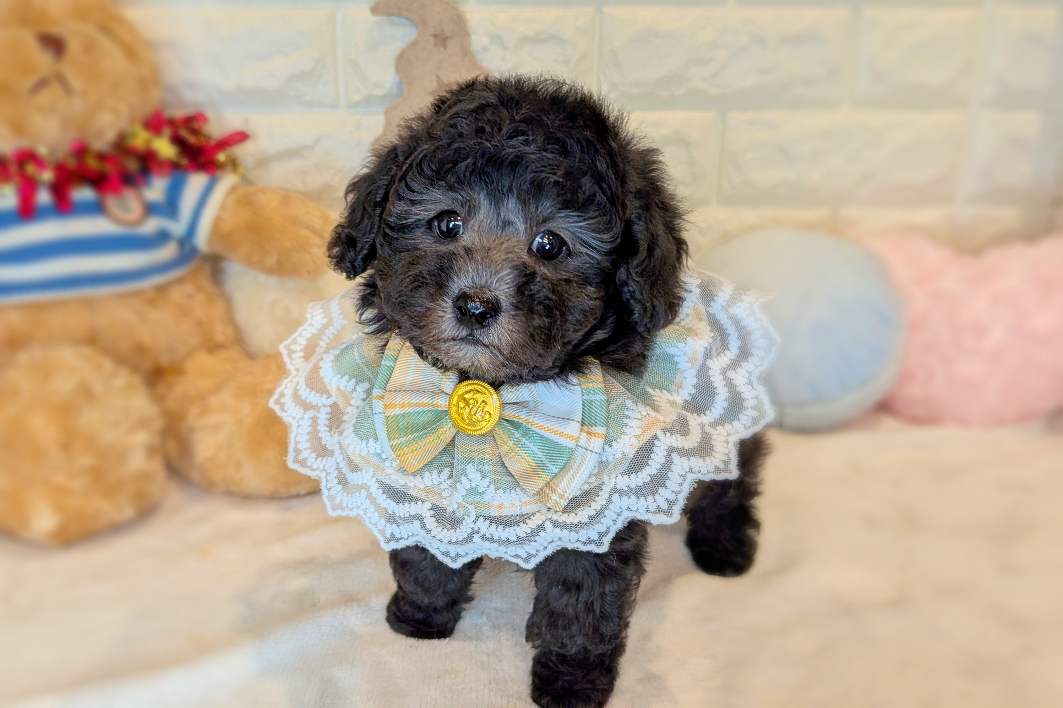 京都府のトイプードル(トイ) (ペッツワン亀岡店/2025年10月21日生まれ/男の子/グレー)の子犬の3枚目の画像