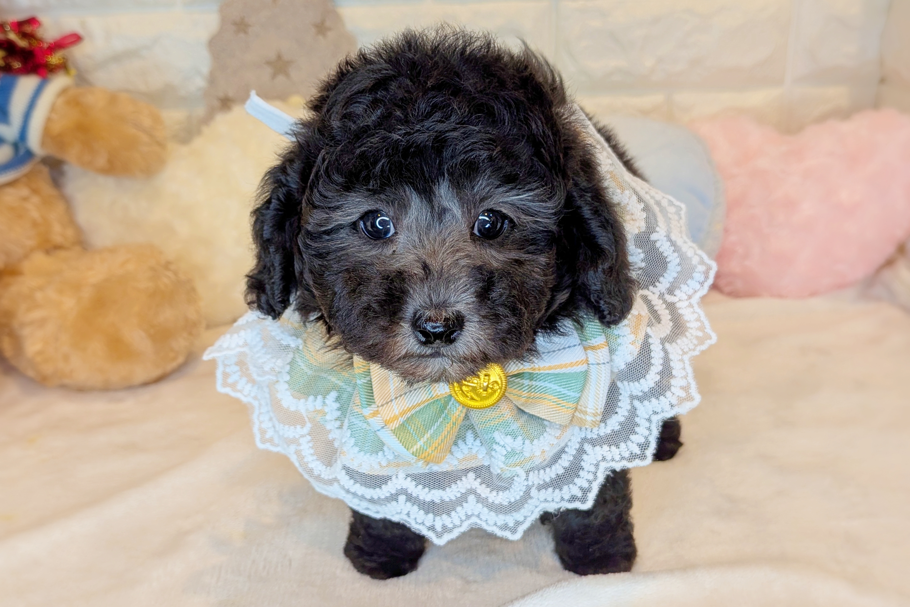 京都府のトイプードル(トイ) (ペッツワン亀岡店/2025年10月21日生まれ/男の子/グレー)の子犬の2枚目の画像