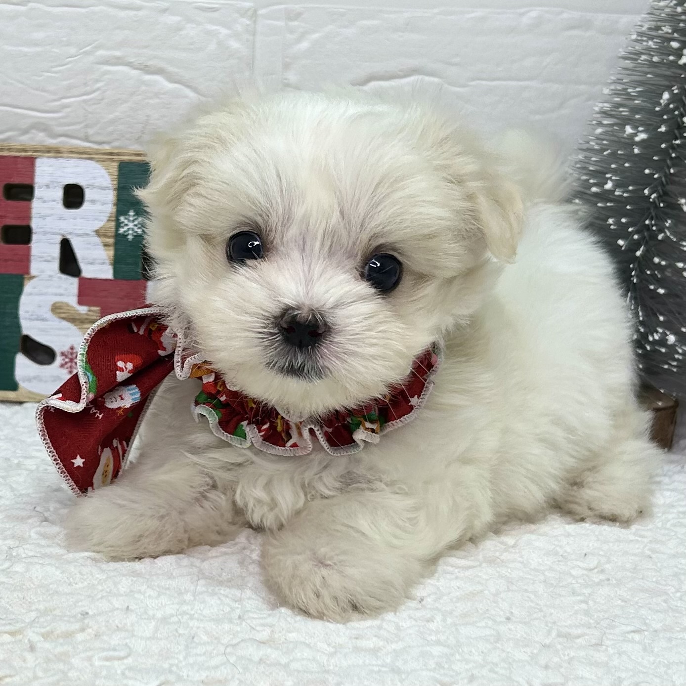 大阪府のマルチーズ (ペッツワン東大阪店/2025年10月18日生まれ/女の子/ホワイト)の子犬の2枚目の画像