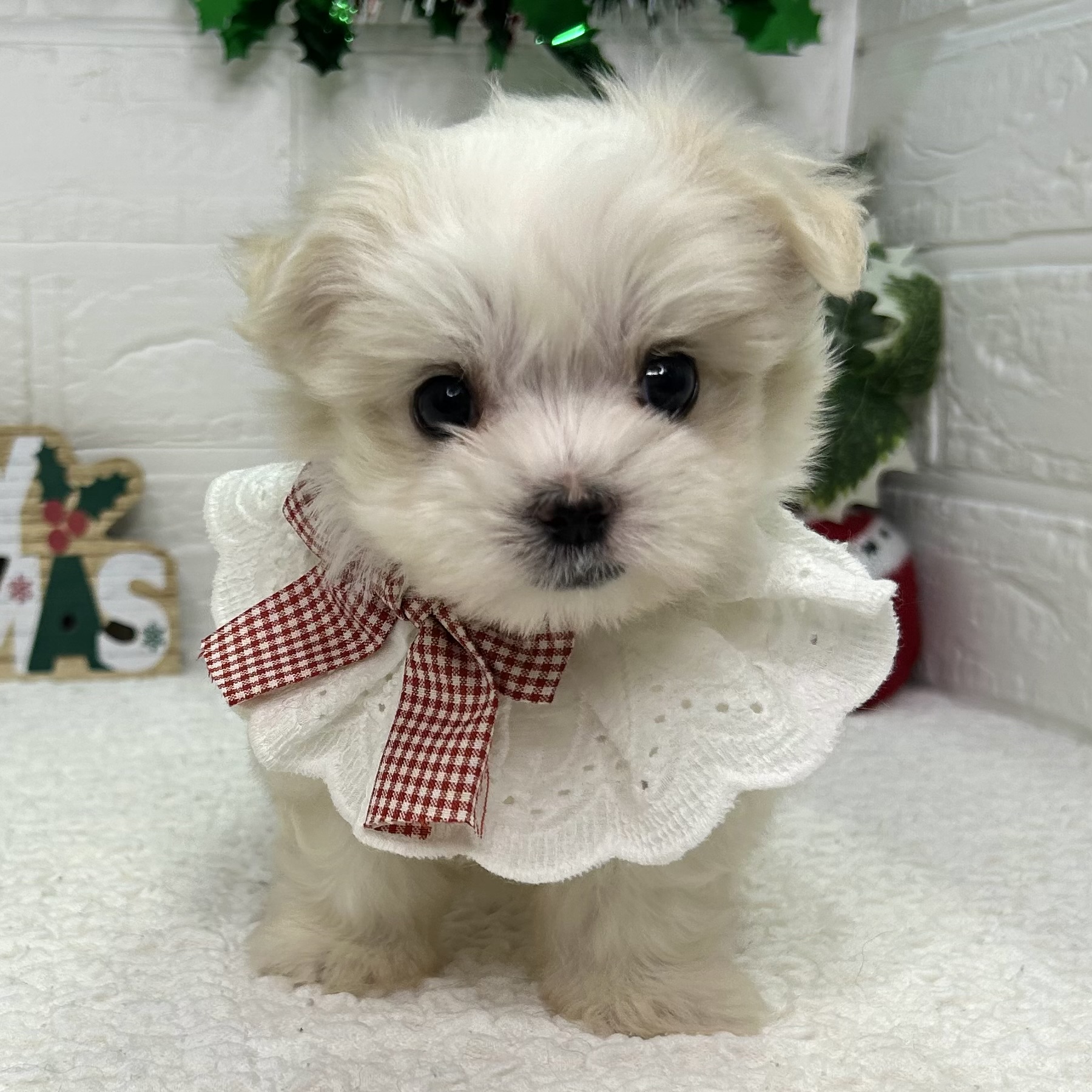 大阪府のマルチーズ (ペッツワン東大阪店/2025年10月18日生まれ/女の子/ホワイト)の子犬の3枚目の画像