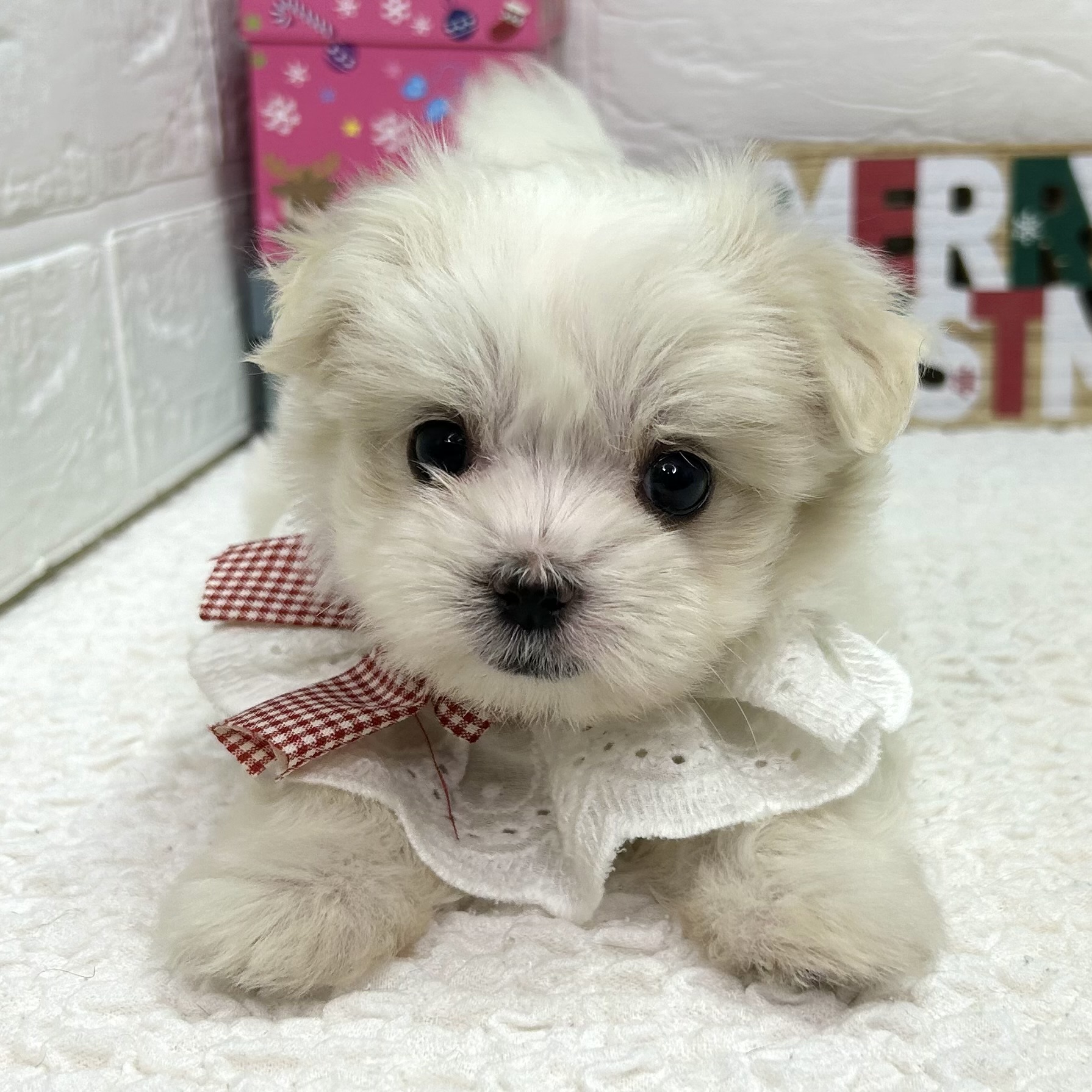 大阪府のマルチーズ (ペッツワン東大阪店/2025年10月18日生まれ/女の子/ホワイト)の子犬の1枚目の画像