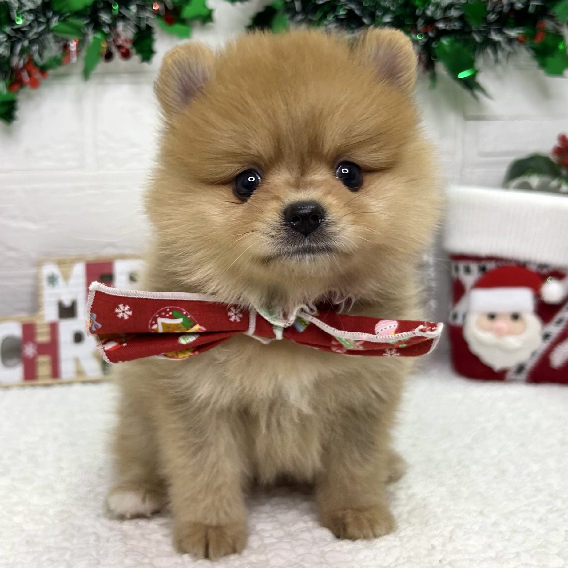 大阪府のポメラニアン (ペッツワン東大阪店/2025年10月19日生まれ/女の子/オレンジ)の子犬の2枚目の画像