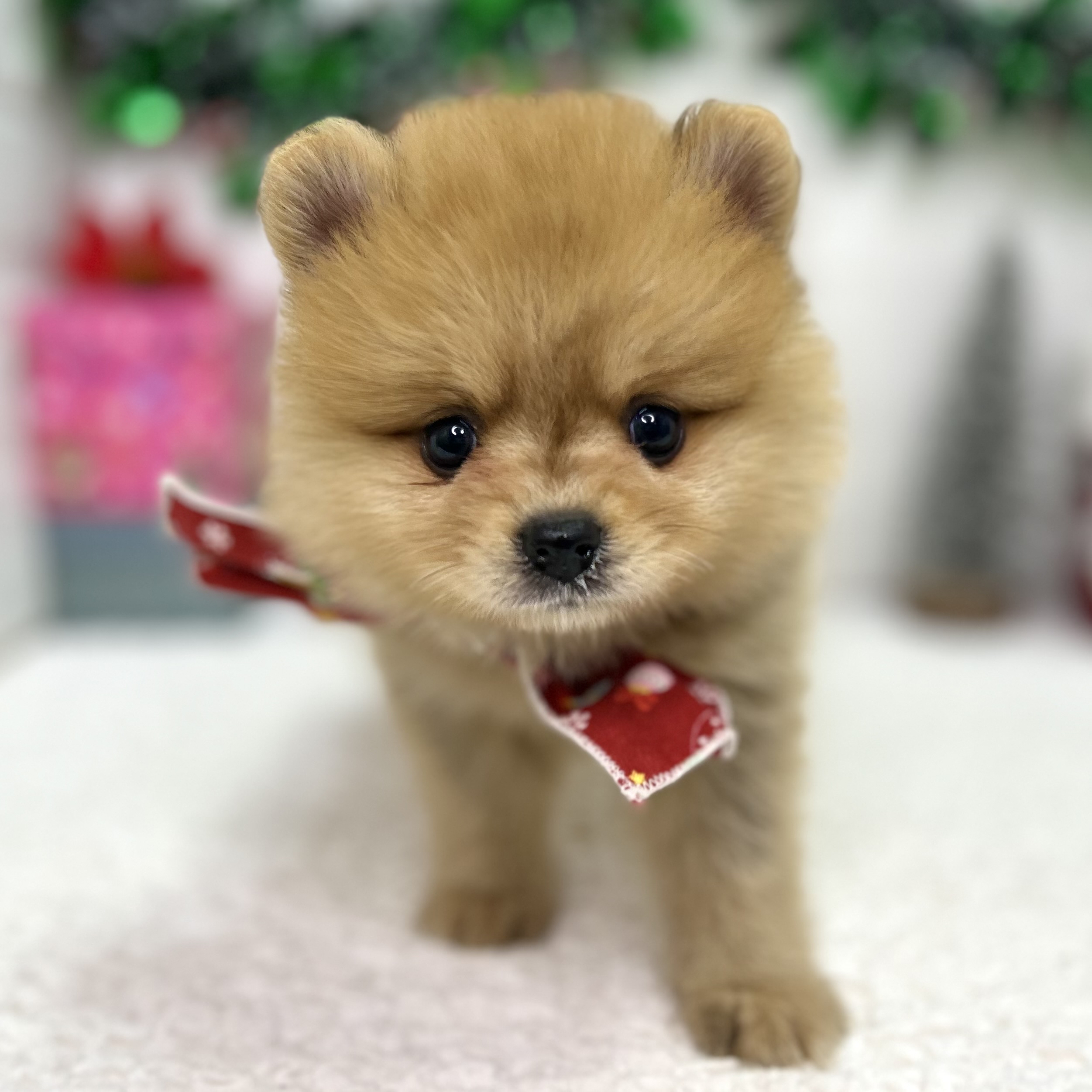 大阪府のポメラニアン (ペッツワン東大阪店/2025年10月19日生まれ/女の子/オレンジ)の子犬の1枚目の画像