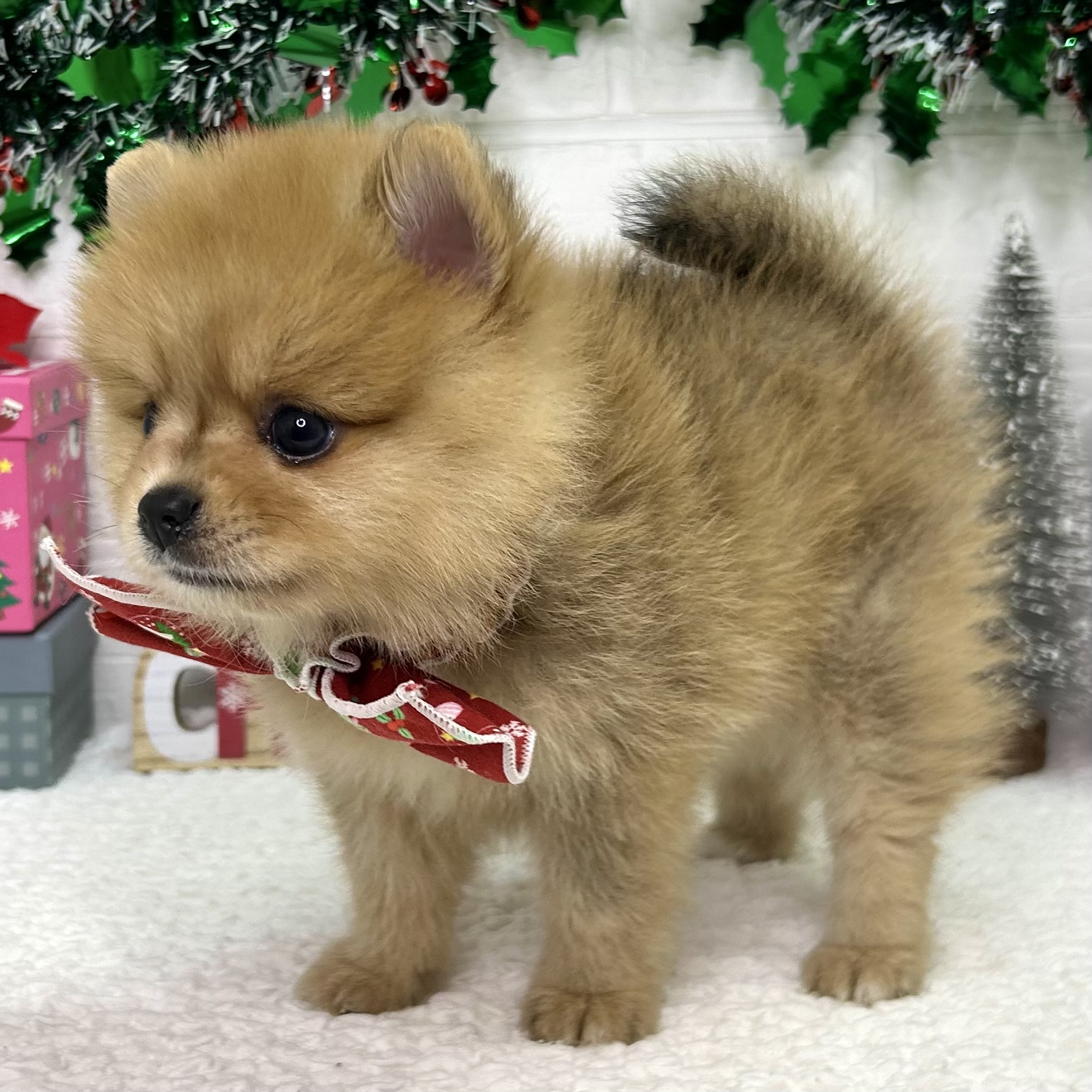 大阪府のポメラニアン (ペッツワン東大阪店/2025年10月19日生まれ/女の子/オレンジ)の子犬の3枚目の画像