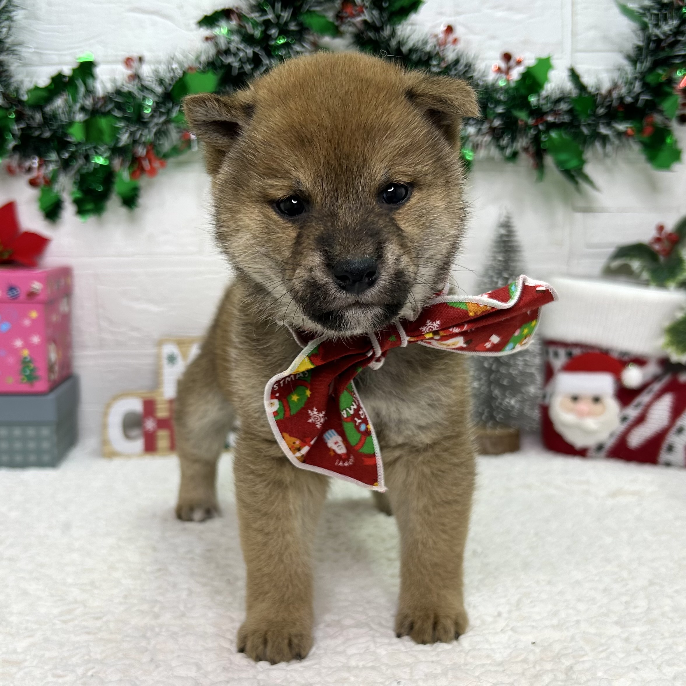 大阪府の柴犬(標準サイズ) (ペッツワン東大阪店/2025年10月23日生まれ/女の子/赤)の子犬の1枚目の画像