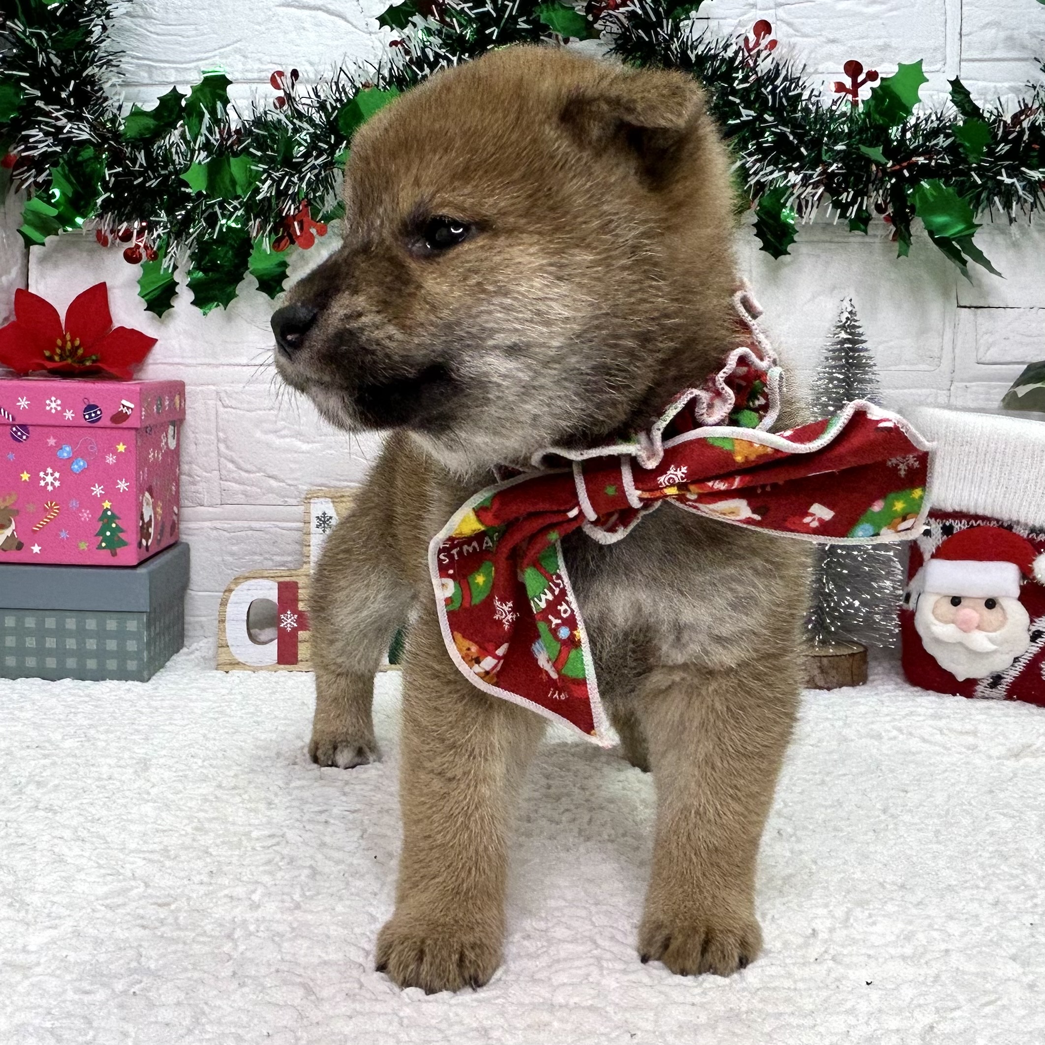 大阪府の柴犬(標準サイズ) (ペッツワン東大阪店/2025年10月23日生まれ/女の子/赤)の子犬の3枚目の画像