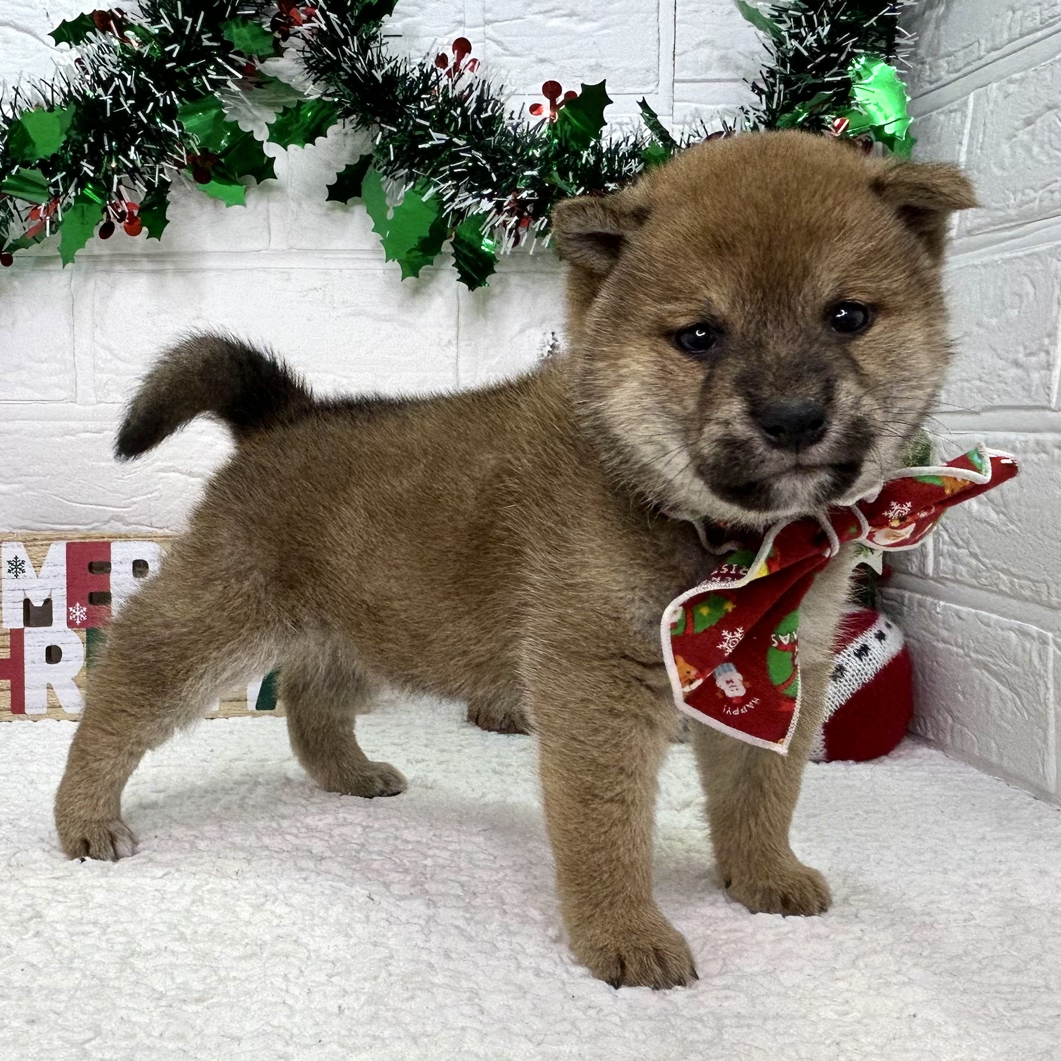 大阪府の柴犬(標準サイズ) (ペッツワン東大阪店/2025年10月23日生まれ/女の子/赤)の子犬の2枚目の画像