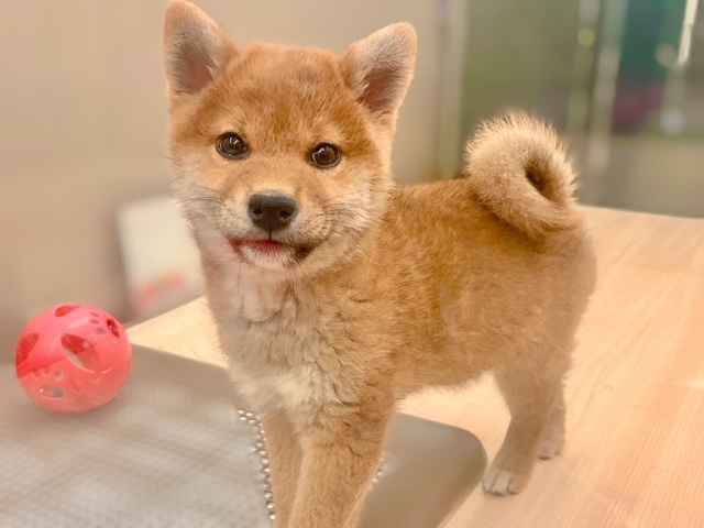 福島県の柴犬(標準サイズ) (ペッツワン郡山富田店/2025年9月20日生まれ/女の子/赤)の子犬