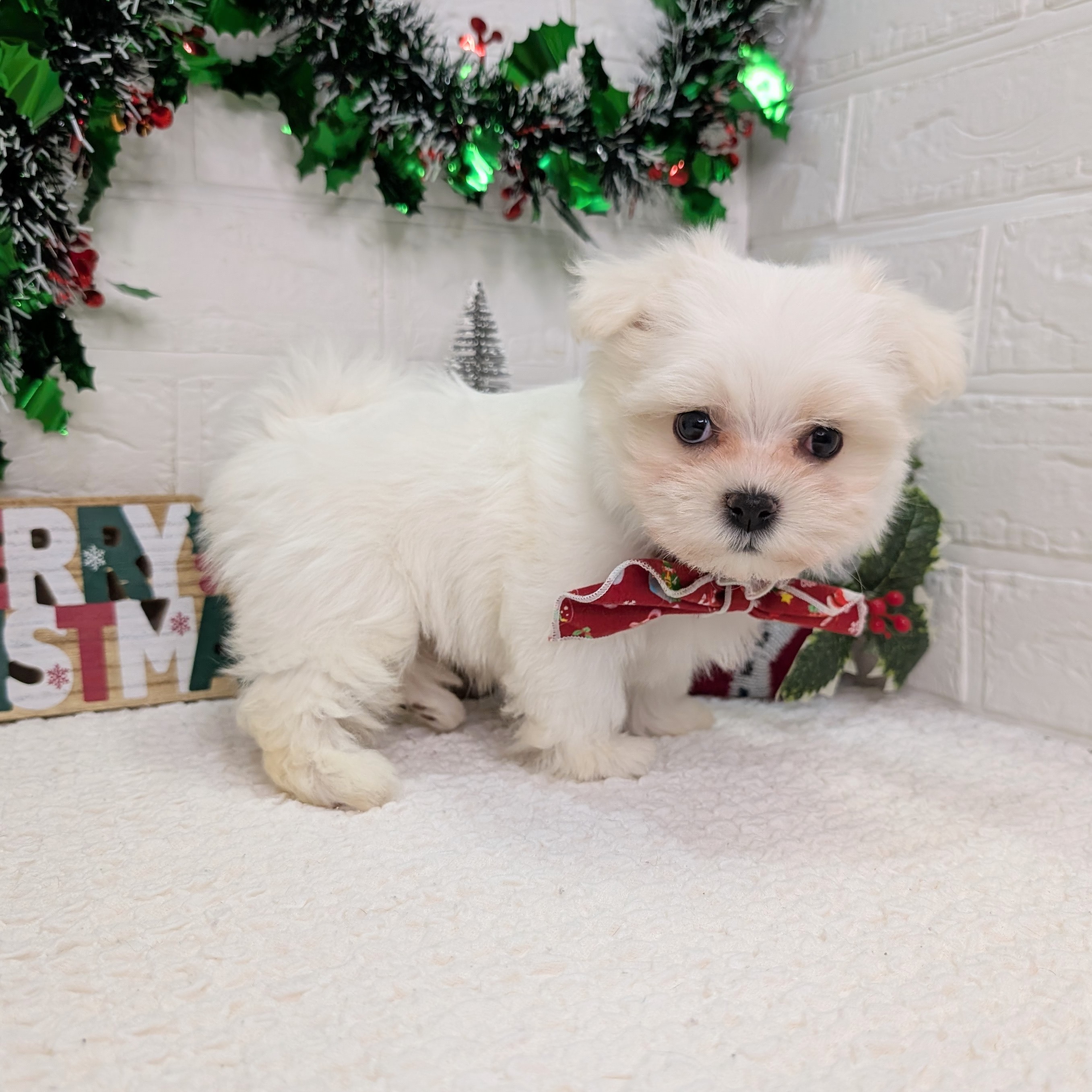 大阪府のマルチーズ (ペッツワン東大阪店/2025年10月21日生まれ/女の子/ホワイト)の子犬の2枚目の画像