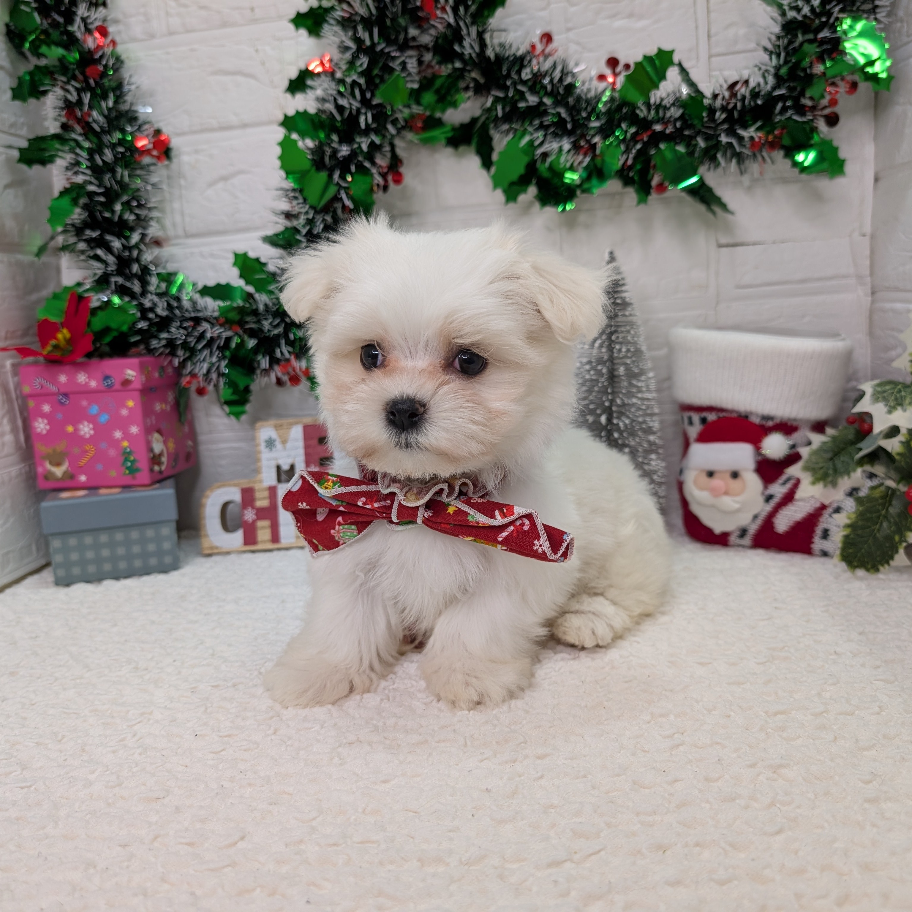 大阪府のマルチーズ (ペッツワン東大阪店/2025年10月21日生まれ/女の子/ホワイト)の子犬の1枚目の画像