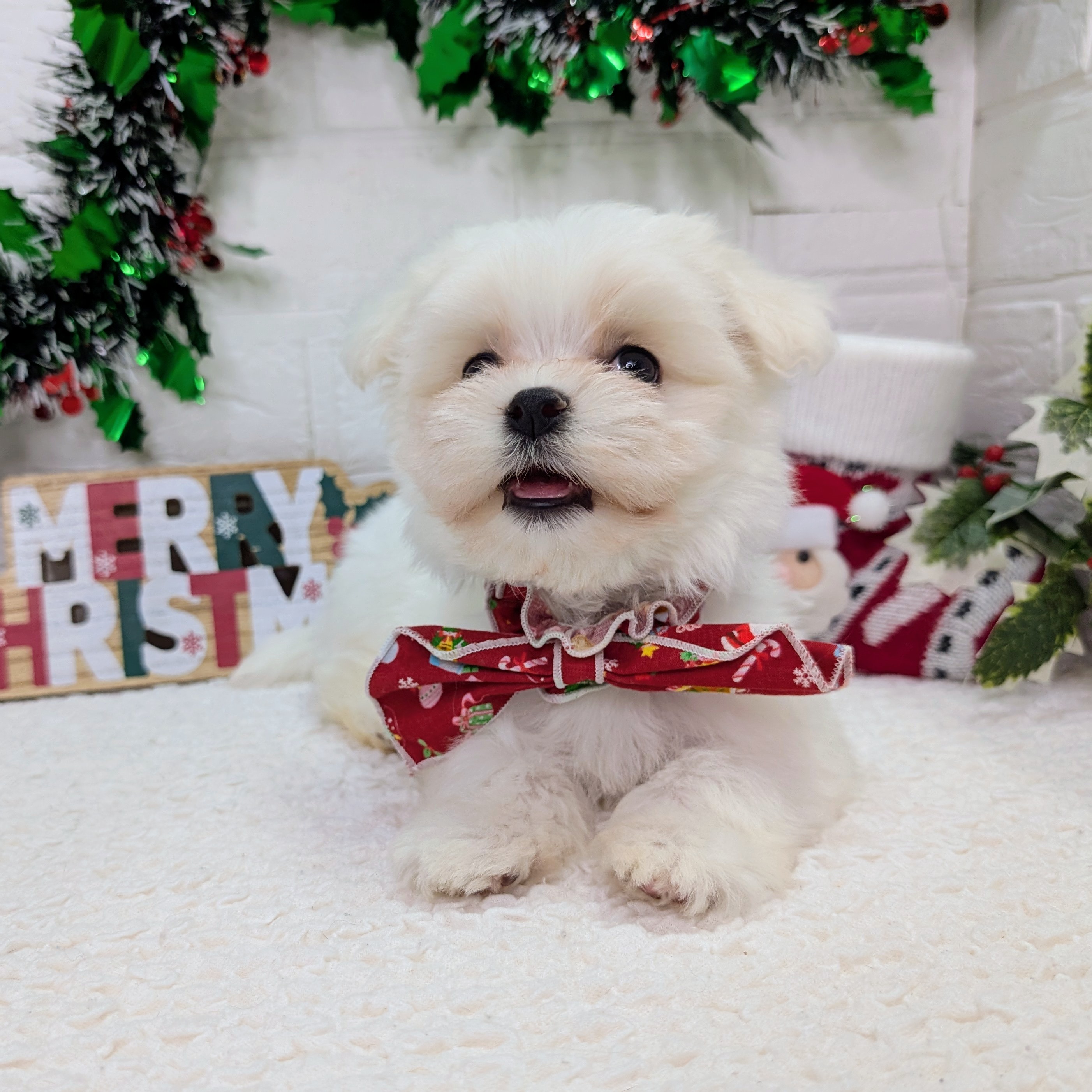 大阪府のマルチーズ (ペッツワン東大阪店/2025年10月21日生まれ/女の子/ホワイト)の子犬の3枚目の画像