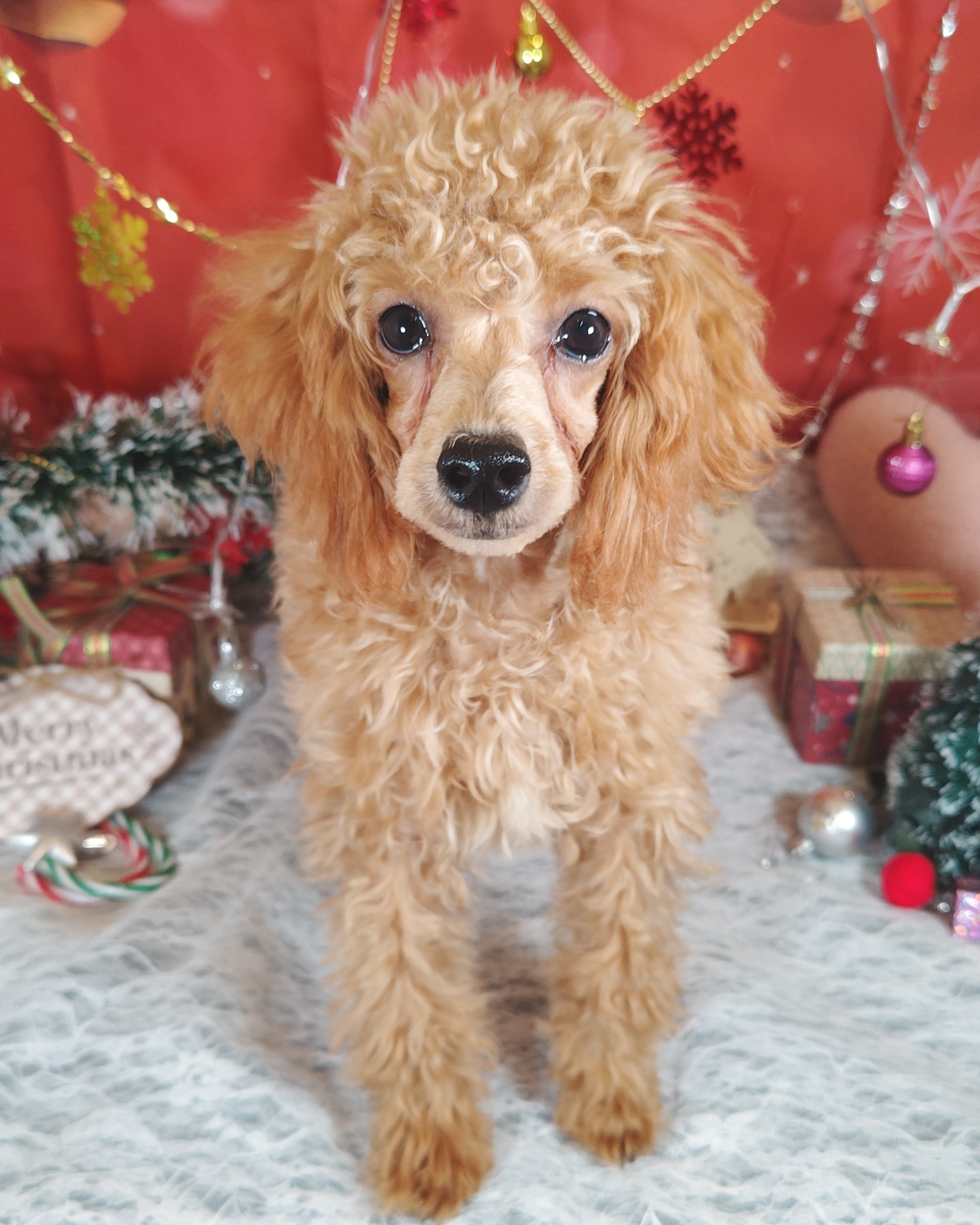 栃木県のトイプードル(トイ) (ペッツワン今市店/2025年7月1日生まれ/女の子/レッド)の子犬の2枚目の画像