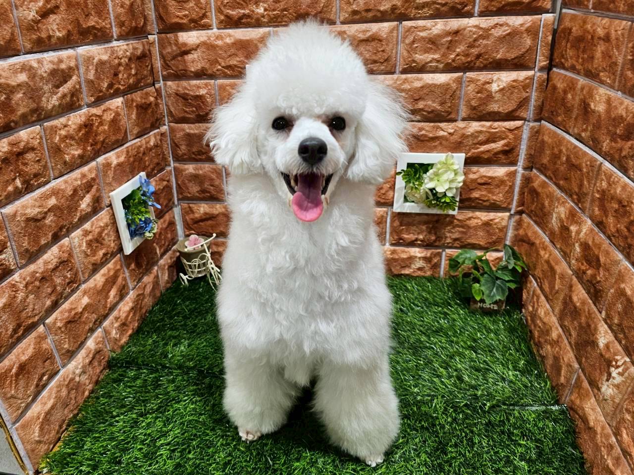 栃木県のトイプードル(トイ) (ペッツワン今市店/2025年1月12日生まれ/女の子/アプリコット)の子犬