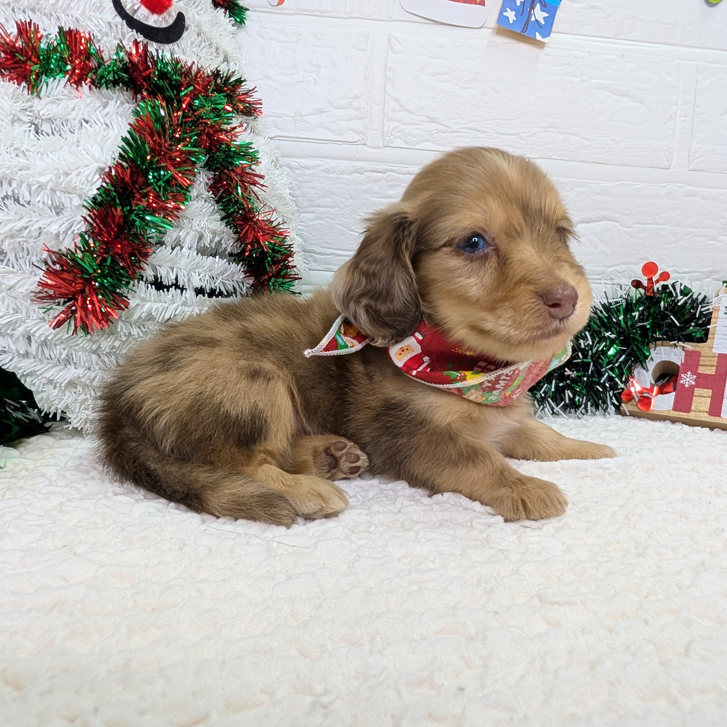 大阪府のミニチュアダックスフンド(ロング) (ペッツワン東大阪店/2025年10月8日生まれ/女の子/チョコレートダップル)の子犬の3枚目の画像