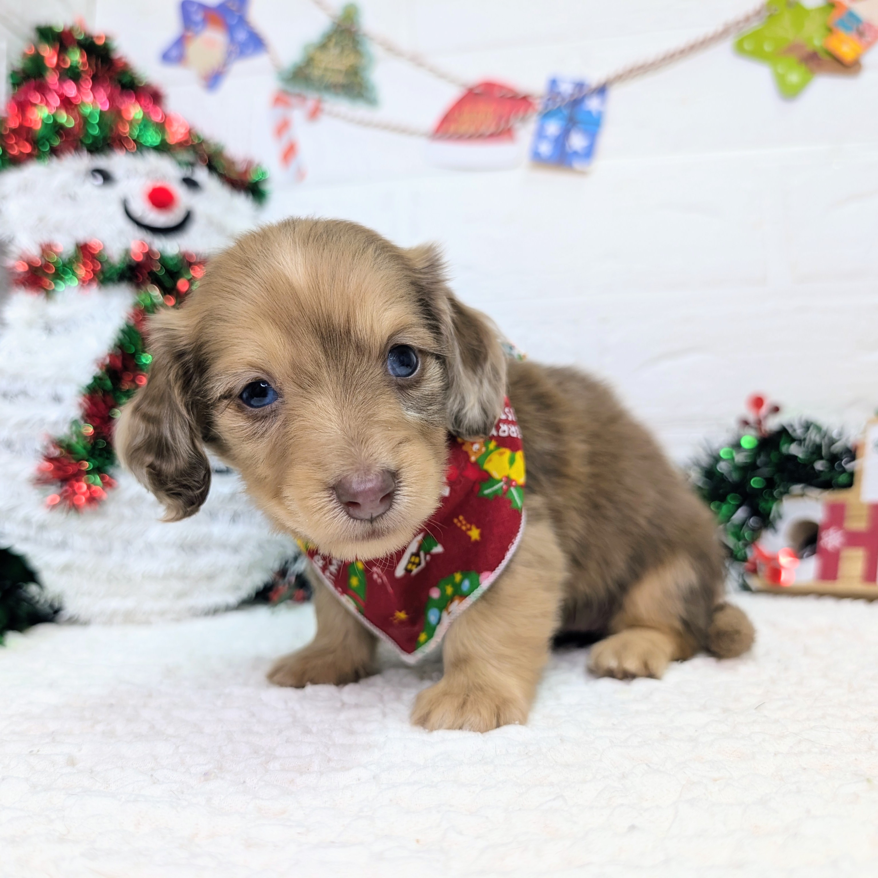 大阪府のミニチュアダックスフンド(ロング) (ペッツワン東大阪店/2025年10月8日生まれ/女の子/チョコレートダップル)の子犬の1枚目の画像