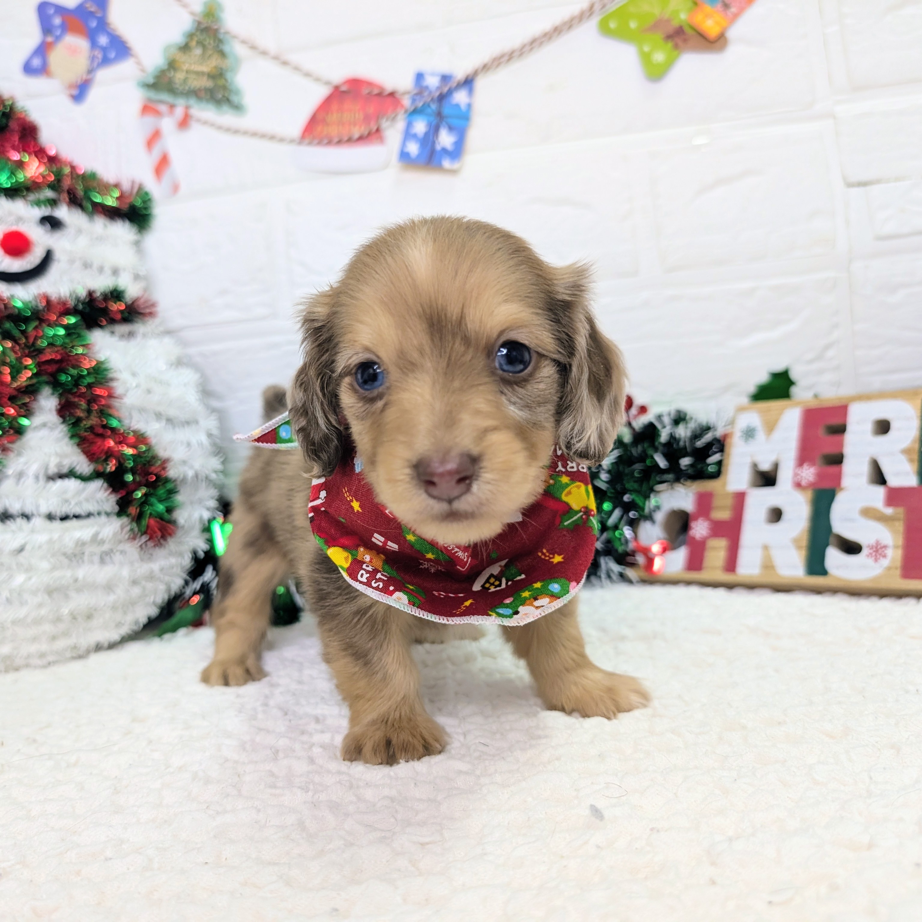 大阪府のミニチュアダックスフンド(ロング) (ペッツワン東大阪店/2025年10月8日生まれ/女の子/チョコレートダップル)の子犬の2枚目の画像