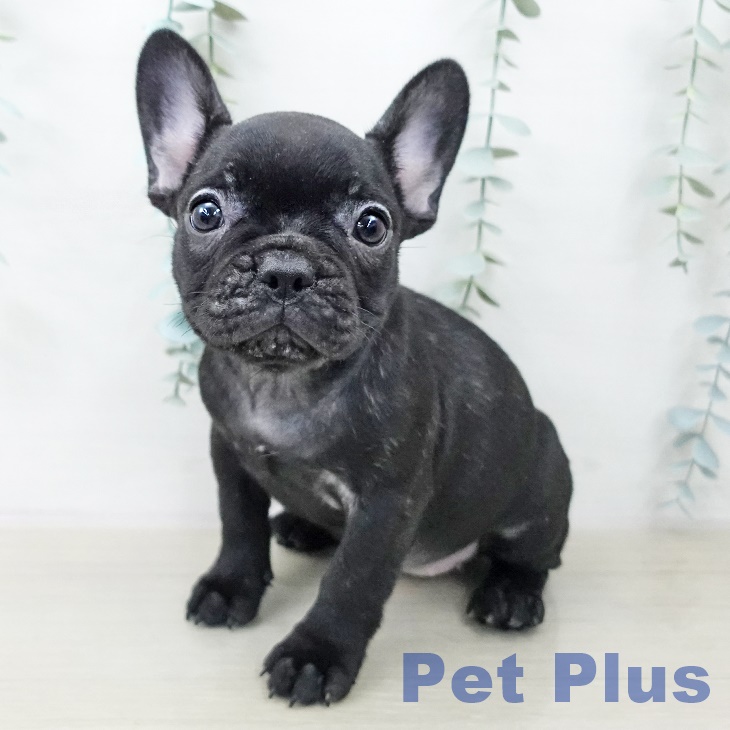 フレンチブルドッグ様　剣先5枚入約112g 約113g 約113g 約115g フレンチブルドッグ様 剣先5枚入約112g 約113g 約113g 約115g - メルカリ