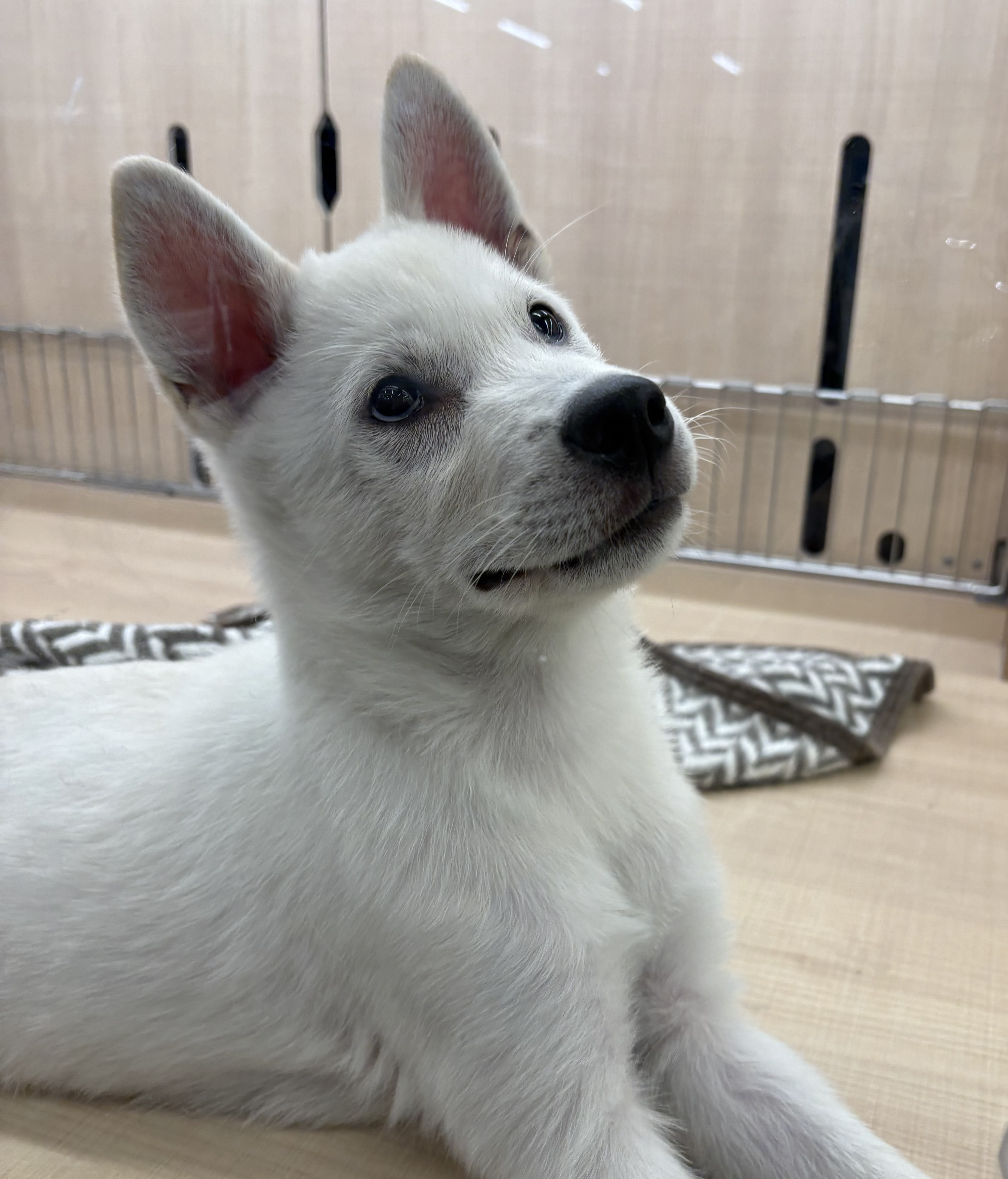 千葉県の紀州犬 (ペッツワン佐倉店/2025年9月12日生まれ/男の子/白)の子犬