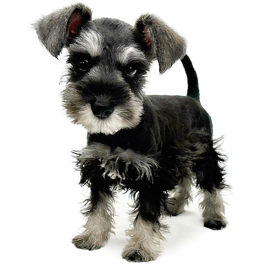 神奈川県のミニチュアシュナウザー (ペッツワン城山店/2025年5月4日生まれ/女の子/ソルトペッパー)の子犬