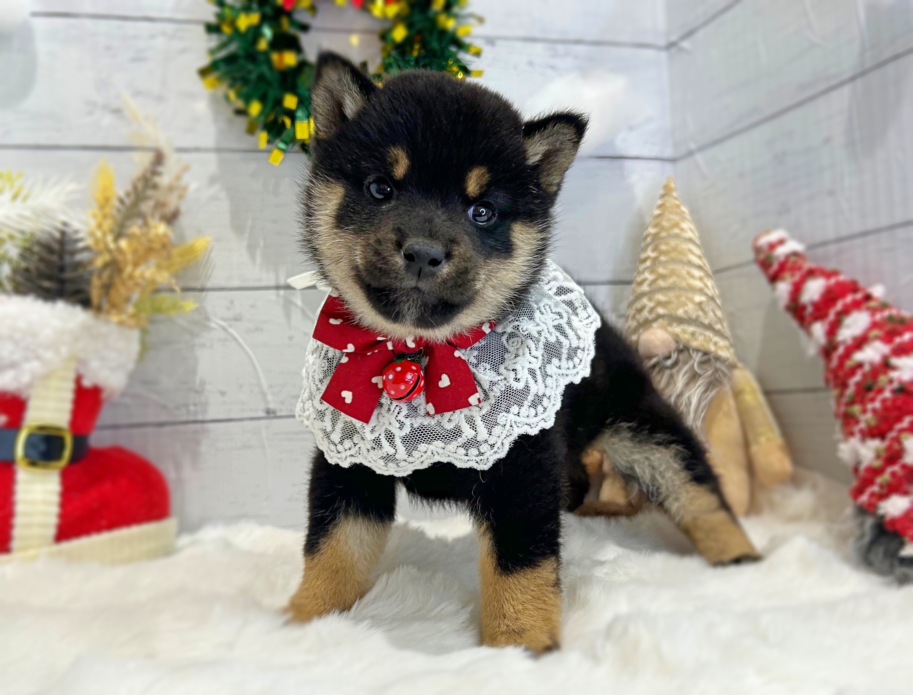 滋賀県の柴犬(標準サイズ) (ペッツワン堅田店/2025年10月22日生まれ/女の子/黒)の子犬の2枚目の画像