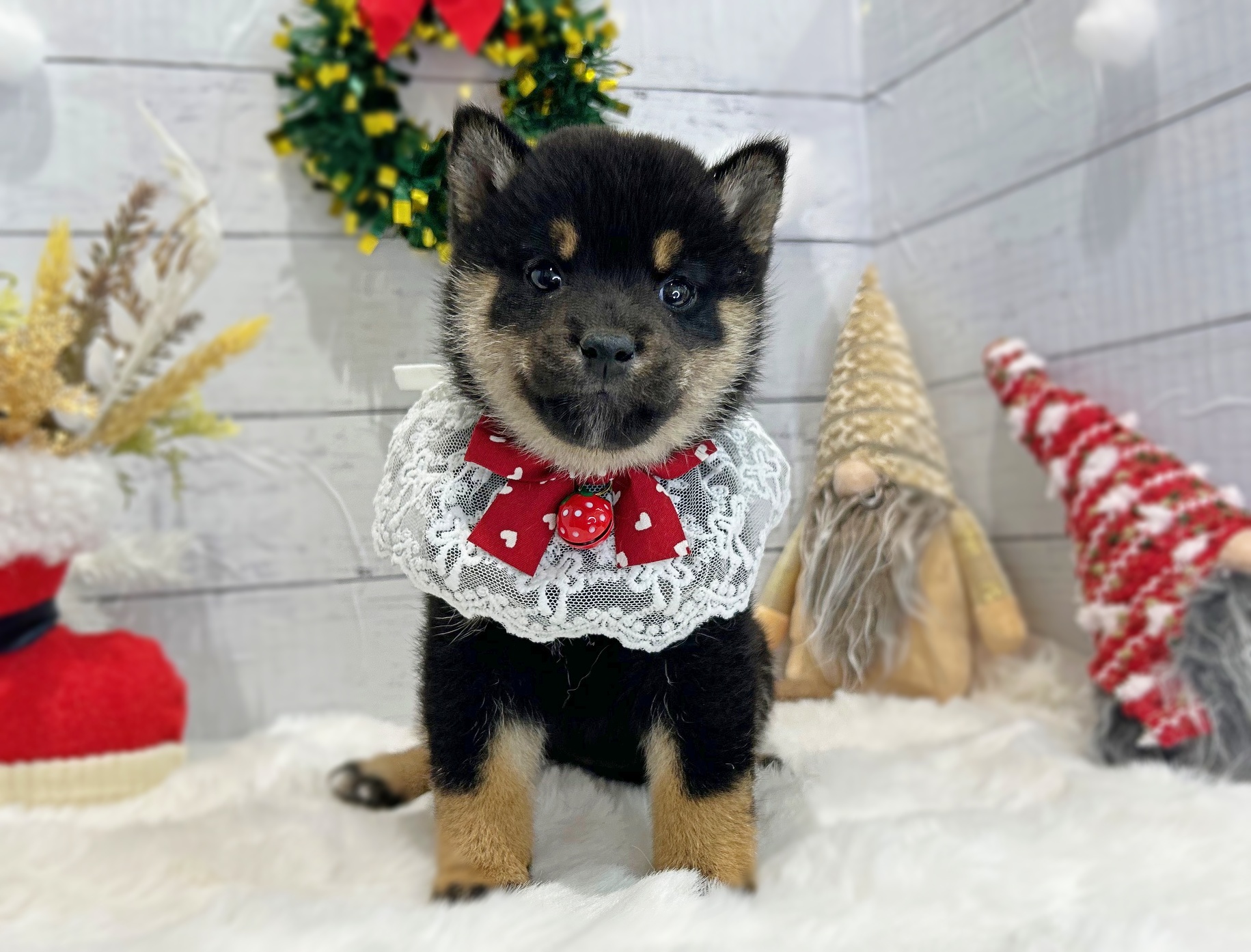 滋賀県の柴犬(標準サイズ) (ペッツワン堅田店/2025年10月22日生まれ/女の子/黒)の子犬の1枚目の画像