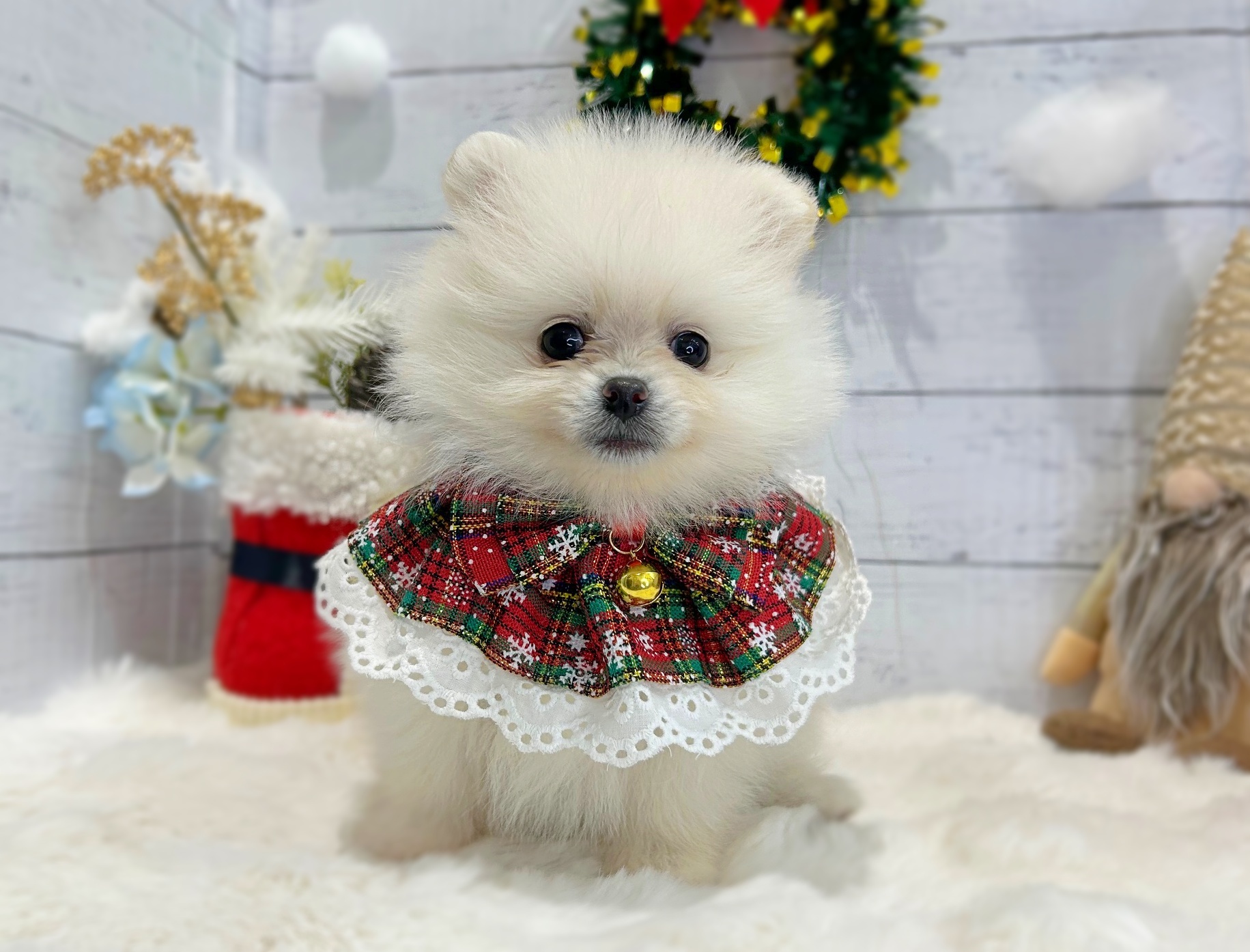 滋賀県のポメラニアン (ペッツワン堅田店/2025年10月23日生まれ/女の子/ホワイト)の子犬の3枚目の画像