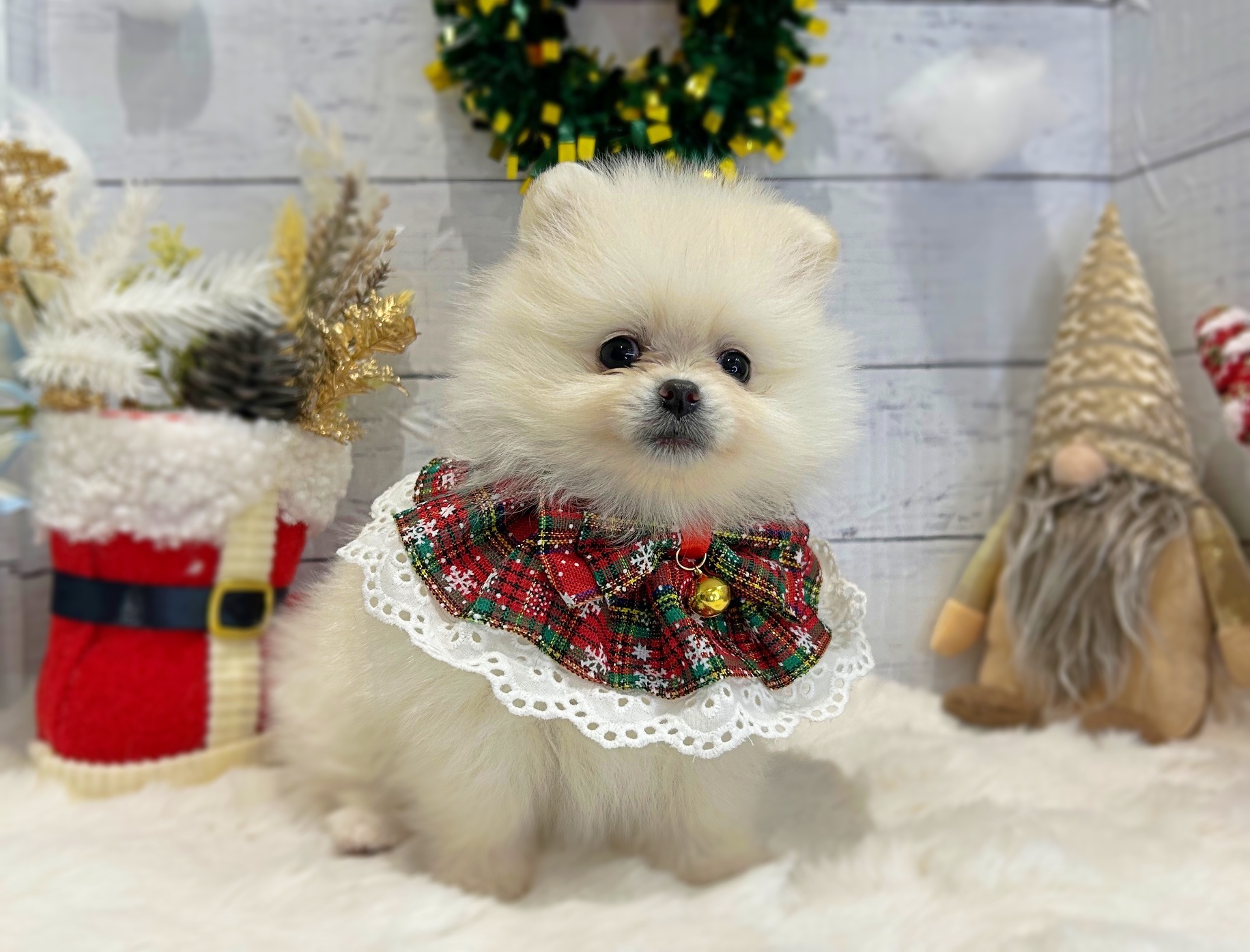 滋賀県のポメラニアン (ペッツワン堅田店/2025年10月23日生まれ/女の子/ホワイト)の子犬の2枚目の画像