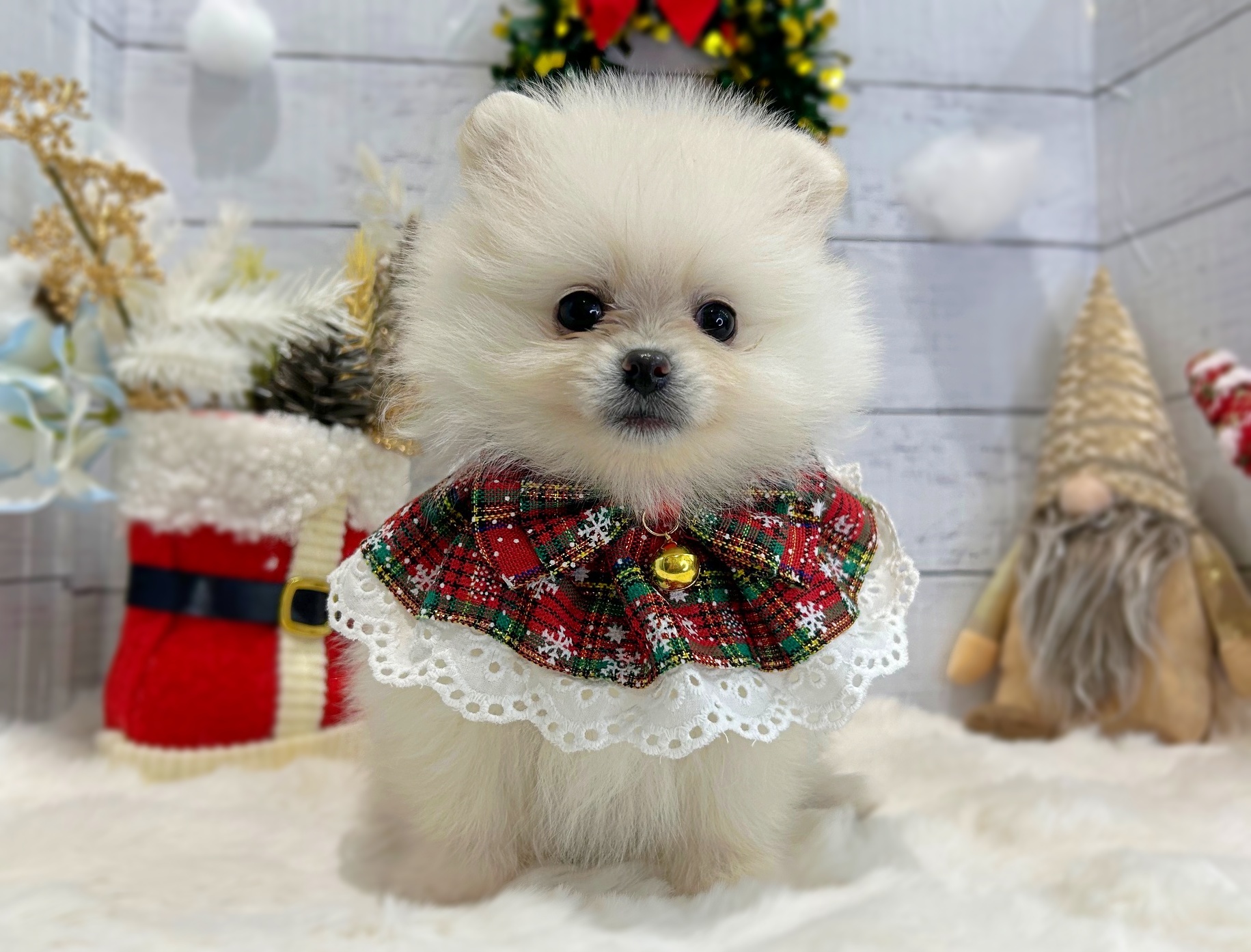 滋賀県のポメラニアン (ペッツワン堅田店/2025年10月23日生まれ/女の子/ホワイト)の子犬の1枚目の画像