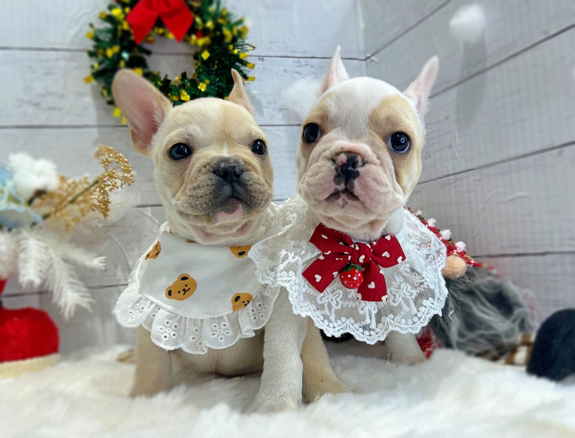 滋賀県のフレンチブルドッグ (ペッツワン堅田店/2025年10月22日生まれ/男の子/クリーム)の子犬の3枚目の画像