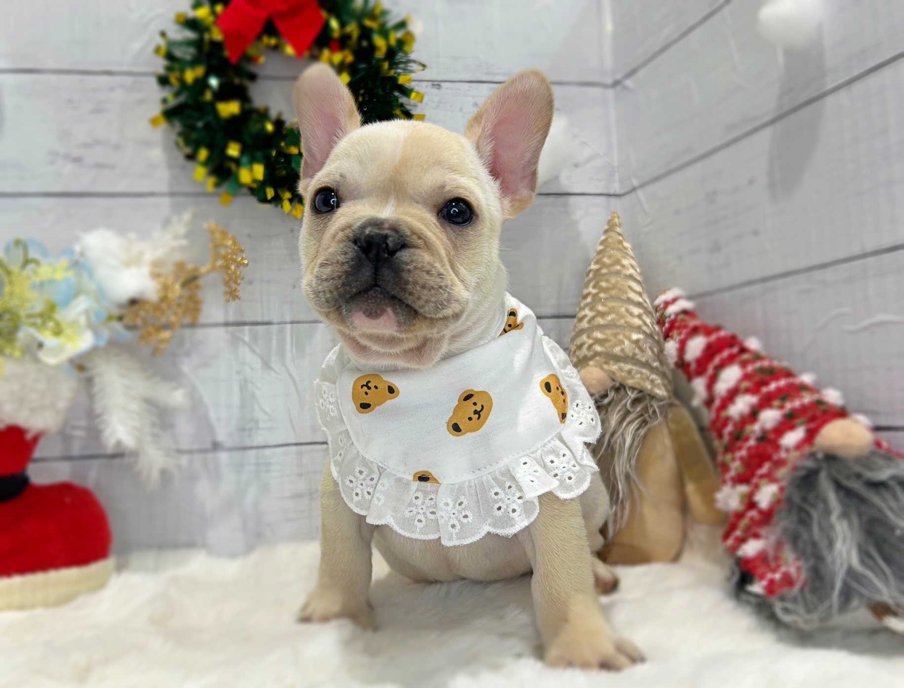 滋賀県のフレンチブルドッグ (ペッツワン堅田店/2025年10月22日生まれ/男の子/クリーム)の子犬の2枚目の画像