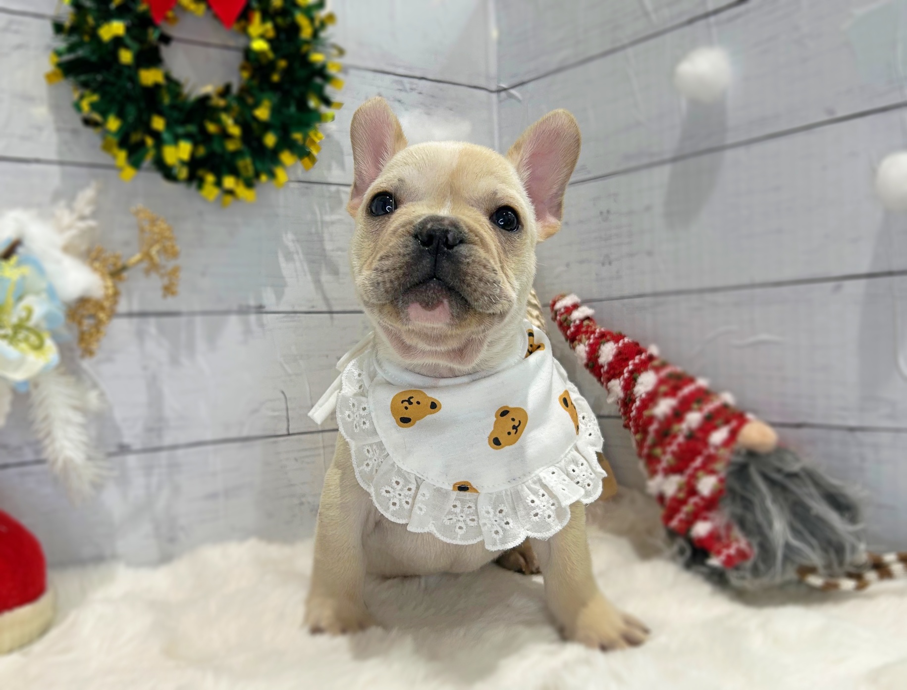 滋賀県のフレンチブルドッグ (ペッツワン堅田店/2025年10月22日生まれ/男の子/クリーム)の子犬の1枚目の画像