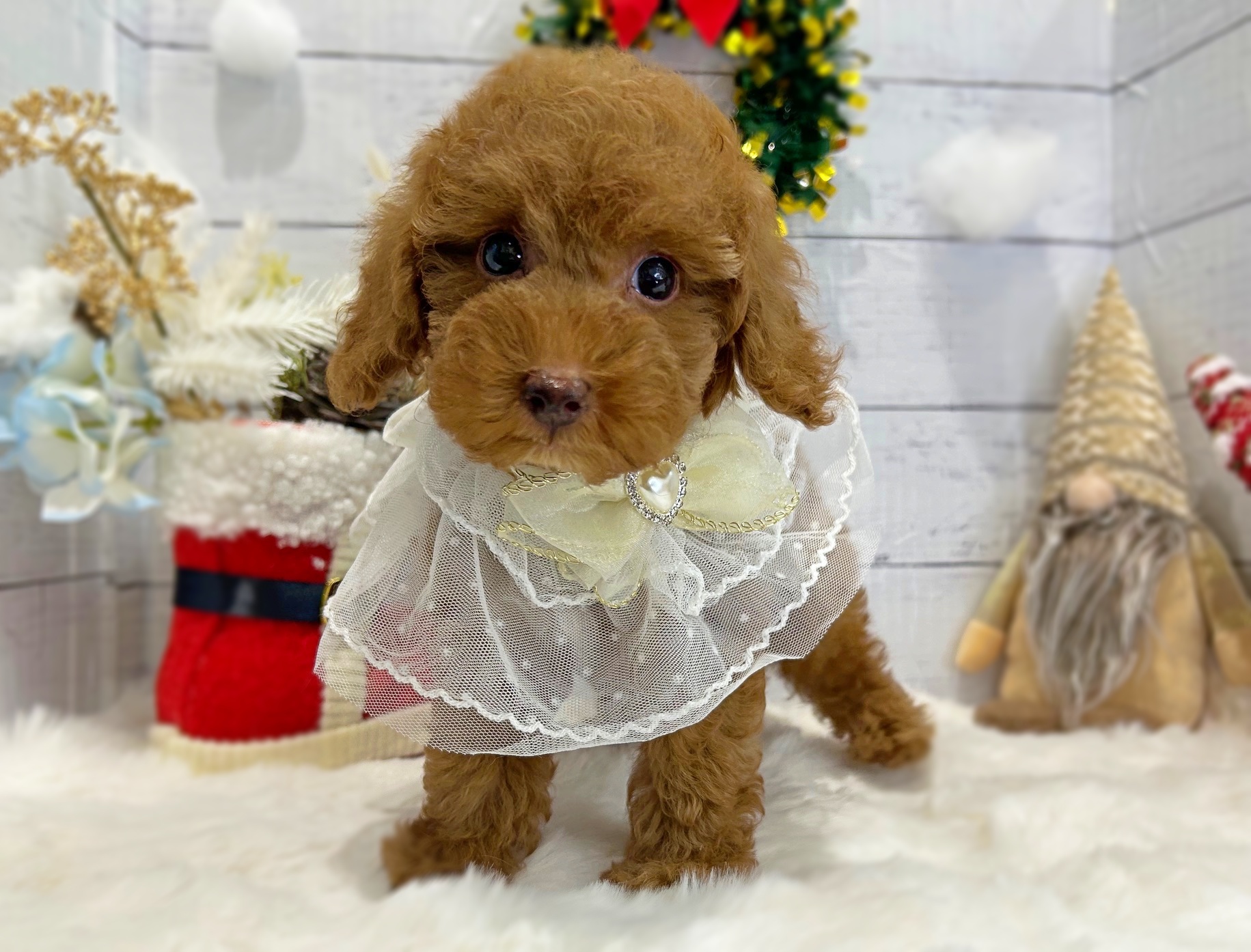 滋賀県のトイプードル(トイ) (ペッツワン堅田店/2025年10月21日生まれ/男の子/レッド)の子犬の3枚目の画像