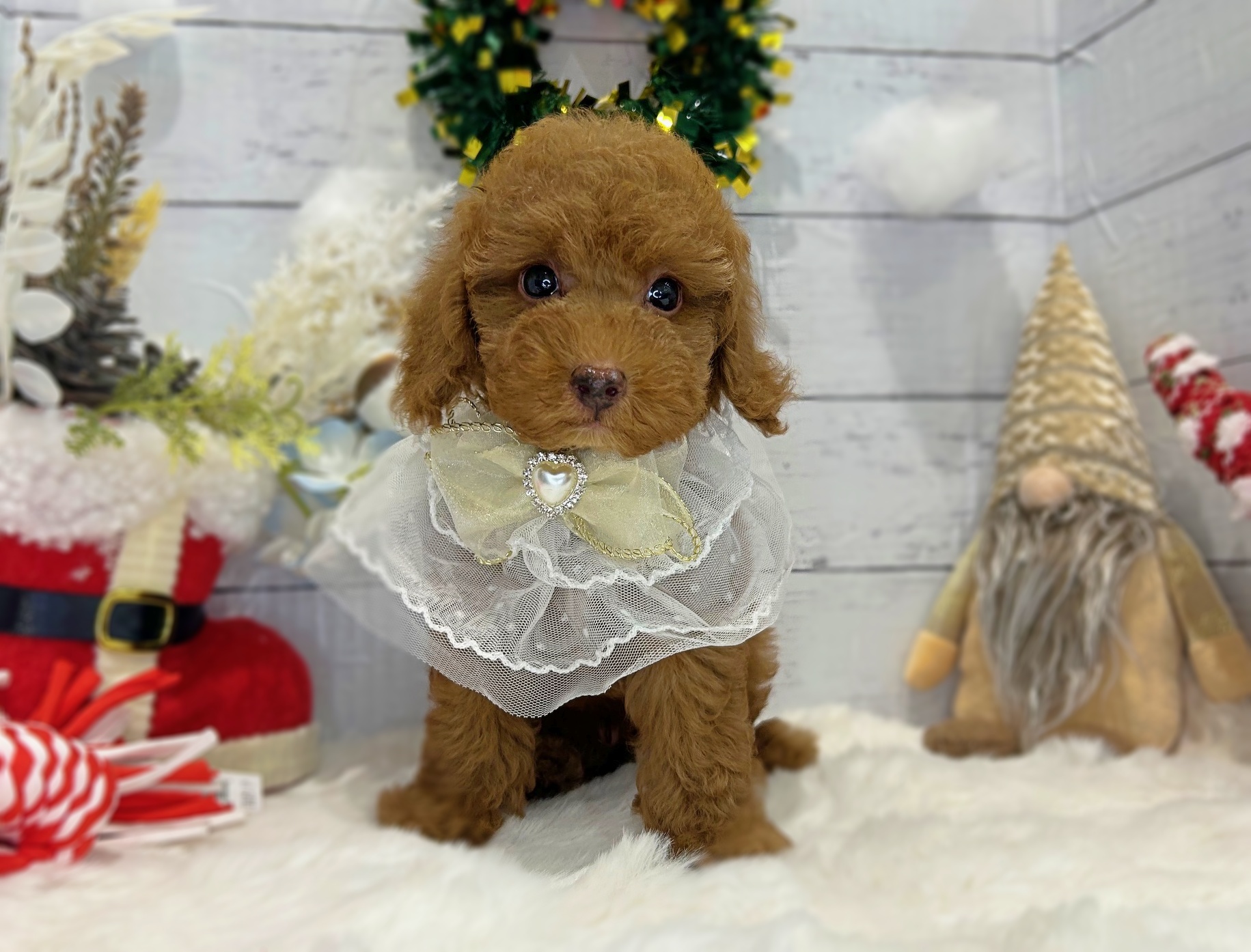 滋賀県のトイプードル(トイ) (ペッツワン堅田店/2025年10月21日生まれ/男の子/レッド)の子犬の2枚目の画像