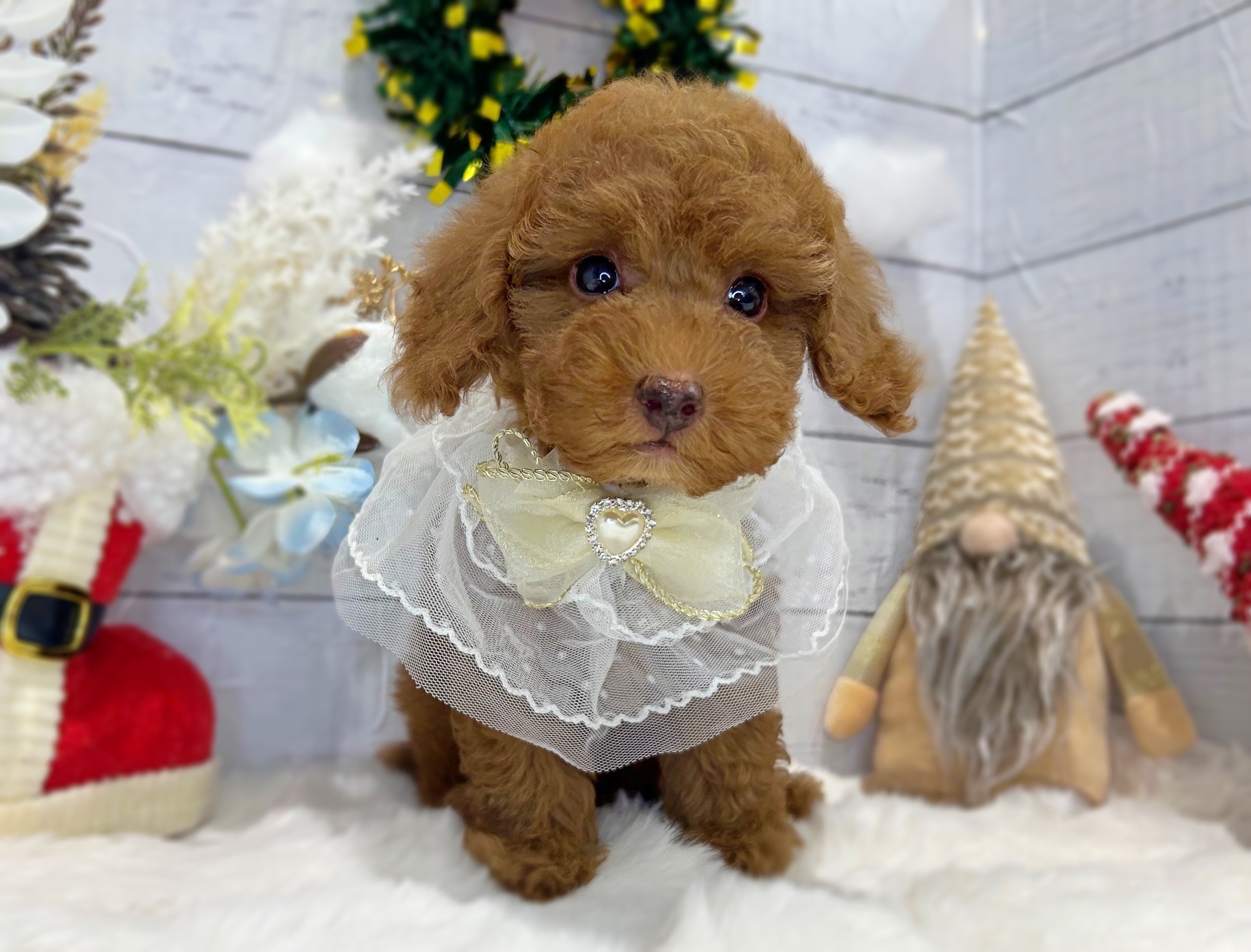 滋賀県のトイプードル(トイ) (ペッツワン堅田店/2025年10月21日生まれ/男の子/レッド)の子犬の1枚目の画像