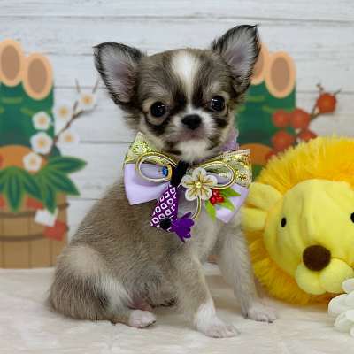 兵庫県のチワワ(ロング) (ペッツワン神戸ひよどり台店/2025年10月17日生まれ/男の子/フォーン)の子犬の2枚目の画像