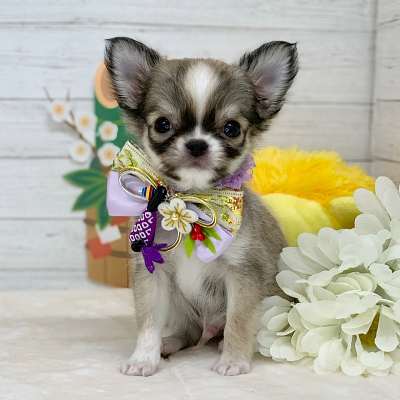 兵庫県のチワワ(ロング) (ペッツワン神戸ひよどり台店/2025年10月17日生まれ/男の子/フォーン)の子犬の1枚目の画像