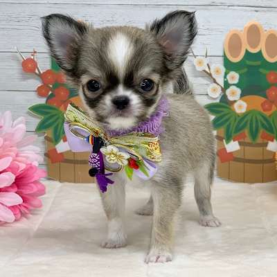 兵庫県のチワワ(ロング) (ペッツワン神戸ひよどり台店/2025年10月17日生まれ/男の子/フォーン)の子犬の3枚目の画像