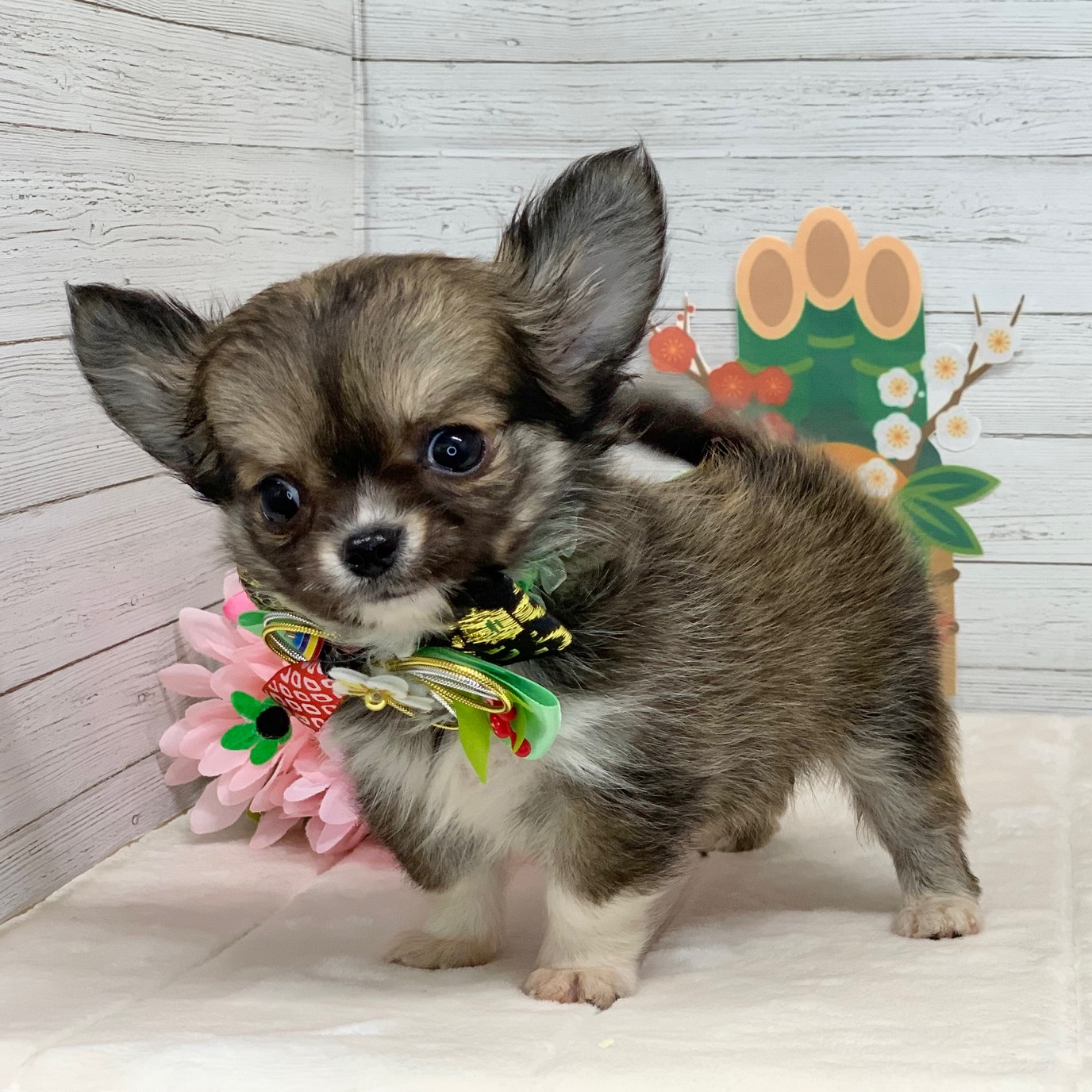 兵庫県のチワワ(ロング) (ペッツワン神戸ひよどり台店/2025年10月14日生まれ/男の子/フォーンホワイト)の子犬の3枚目の画像