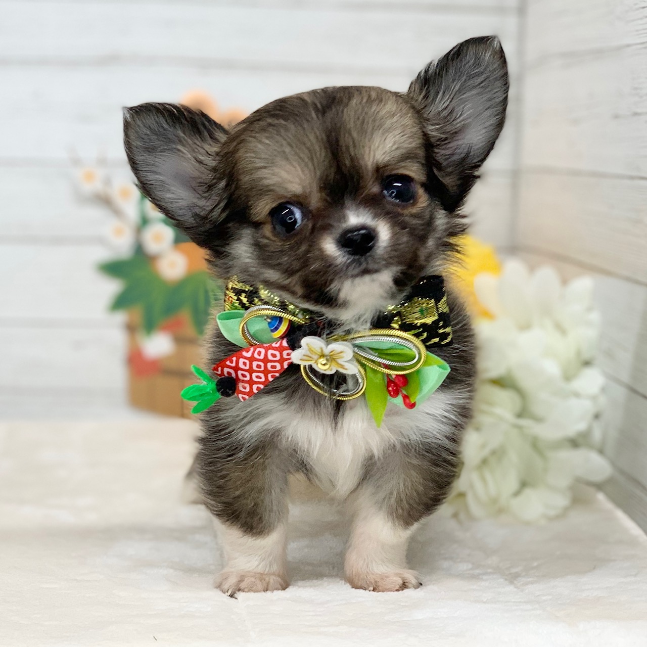 兵庫県のチワワ(ロング) (ペッツワン神戸ひよどり台店/2025年10月14日生まれ/男の子/フォーンホワイト)の子犬の1枚目の画像