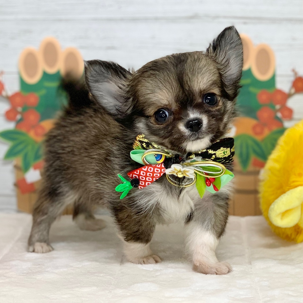 兵庫県のチワワ(ロング) (ペッツワン神戸ひよどり台店/2025年10月14日生まれ/男の子/フォーンホワイト)の子犬の2枚目の画像