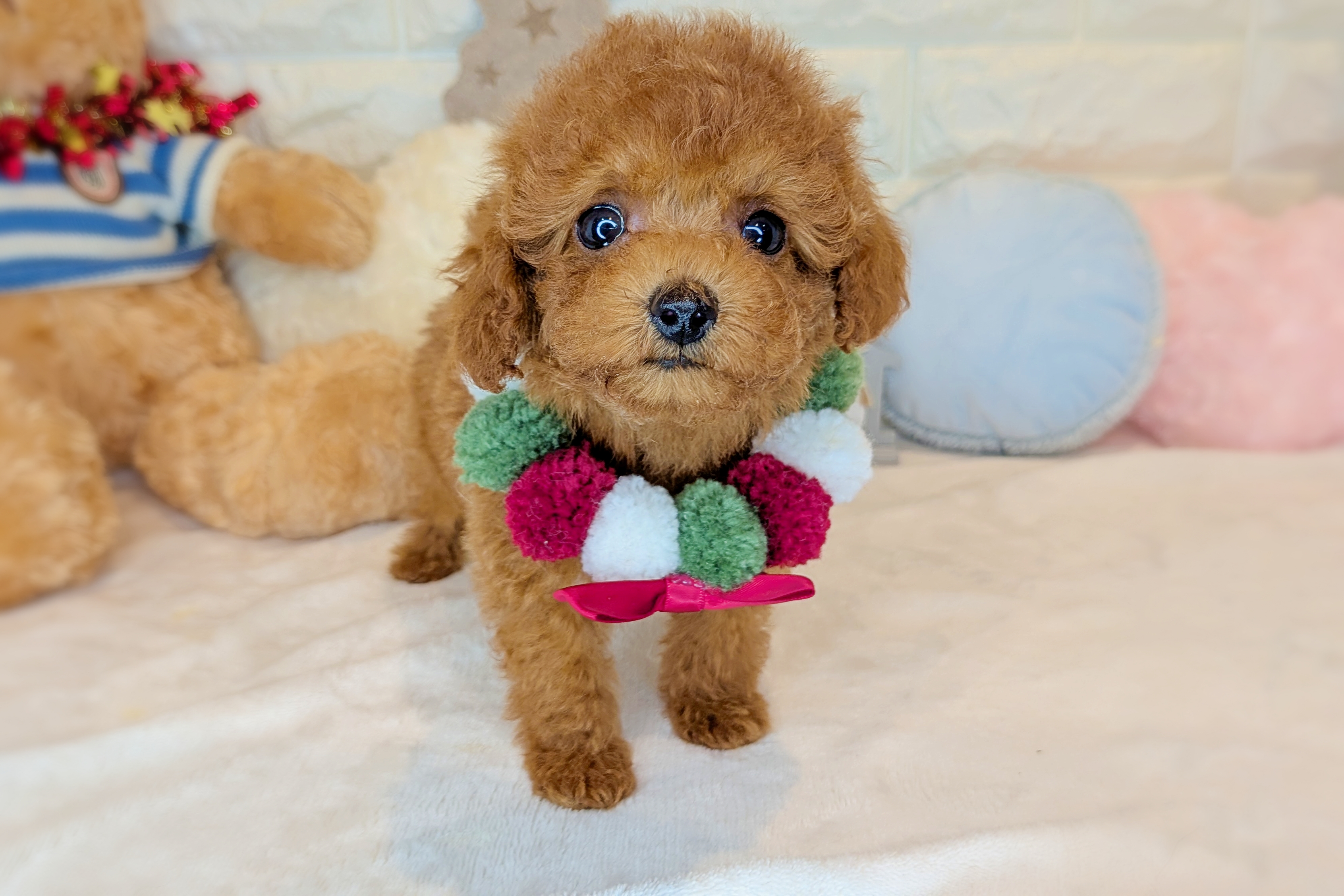 京都府のトイプードル(トイ) (ペッツワン亀岡店/2025年10月21日生まれ/男の子/レッドフォーン)の子犬の2枚目の画像