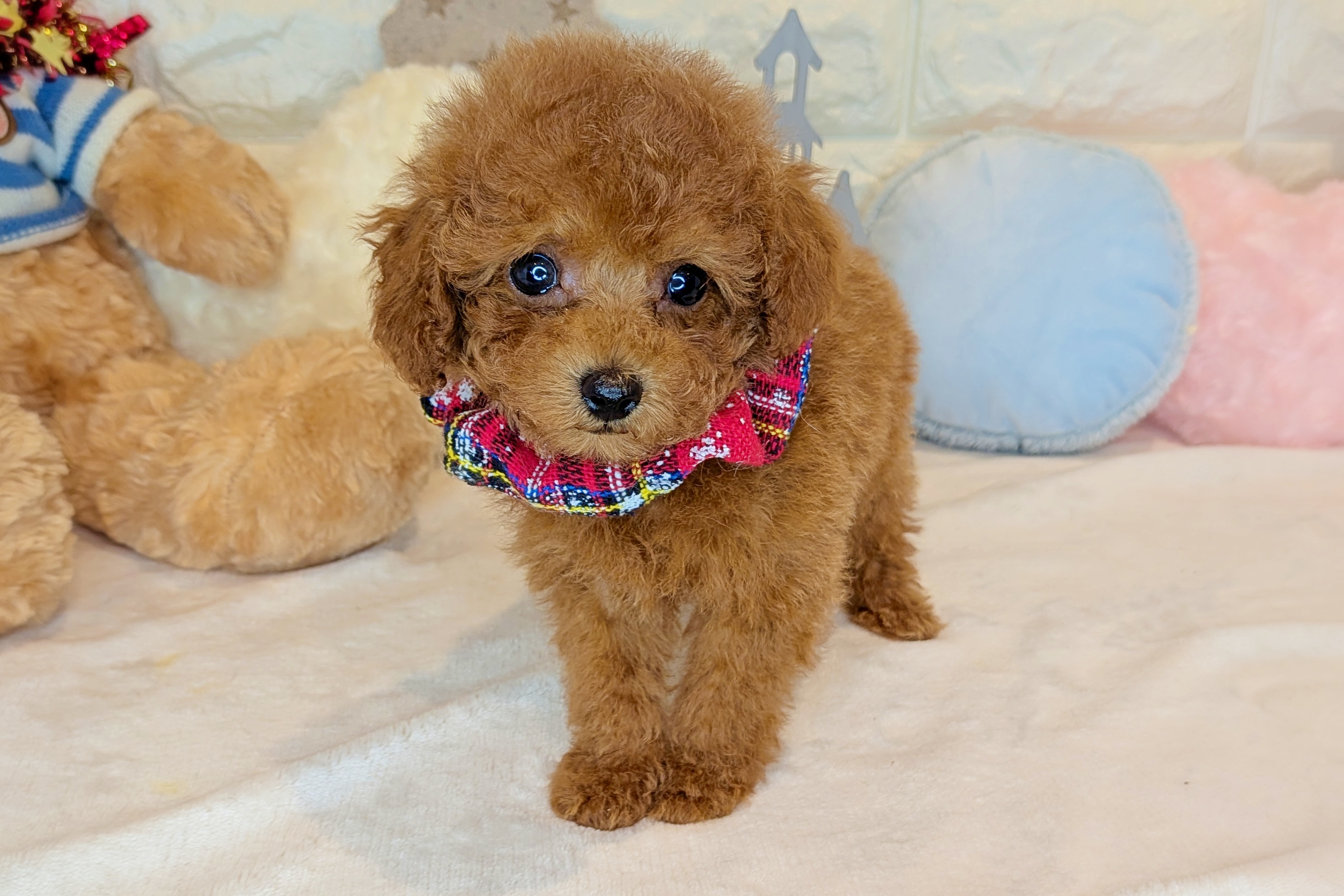 京都府のトイプードル(トイ) (ペッツワン亀岡店/2025年10月21日生まれ/男の子/レッドフォーン)の子犬の1枚目の画像