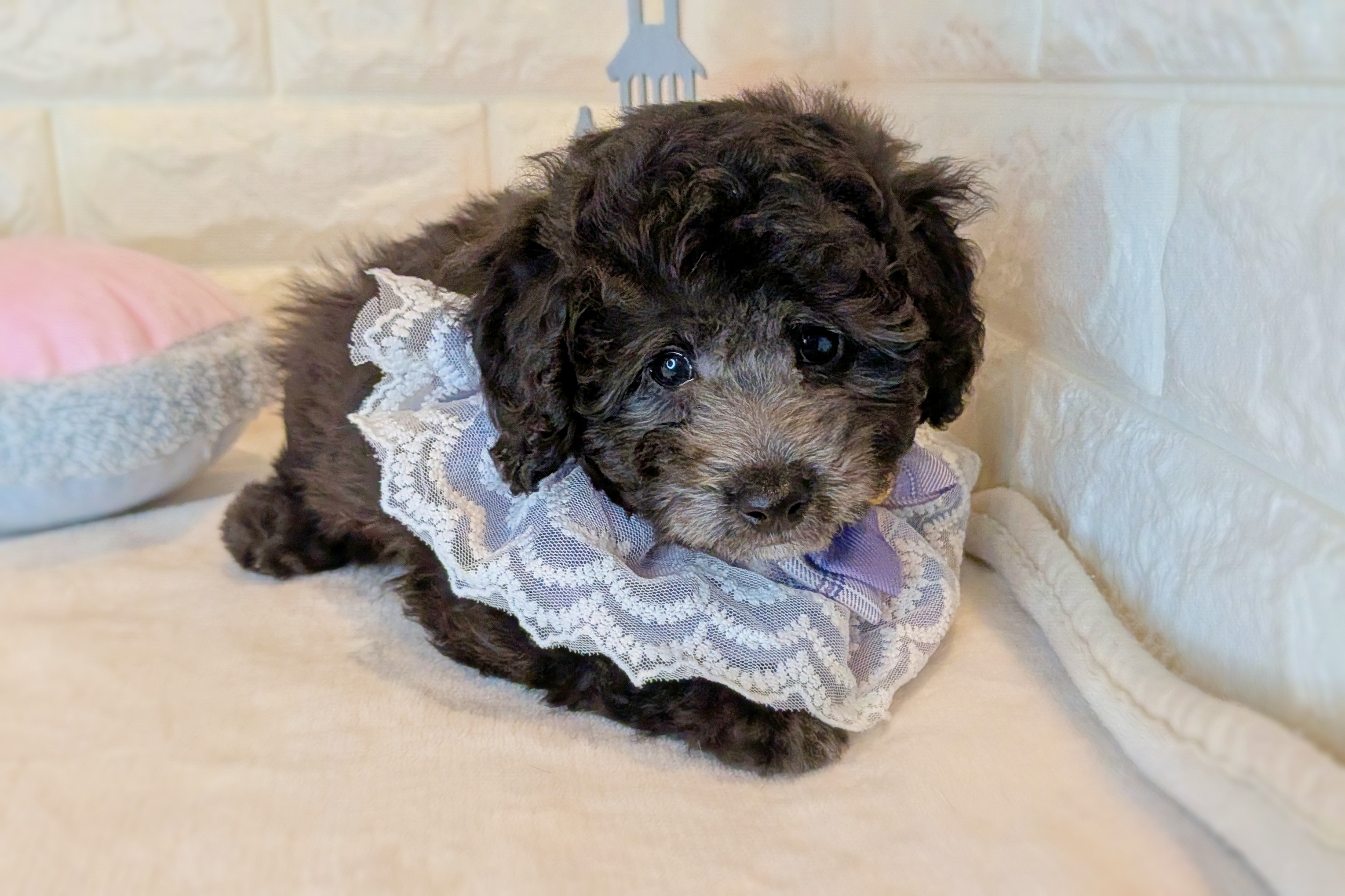 京都府のトイプードル(トイ) (ペッツワン亀岡店/2025年10月22日生まれ/男の子/グレー)の子犬の3枚目の画像