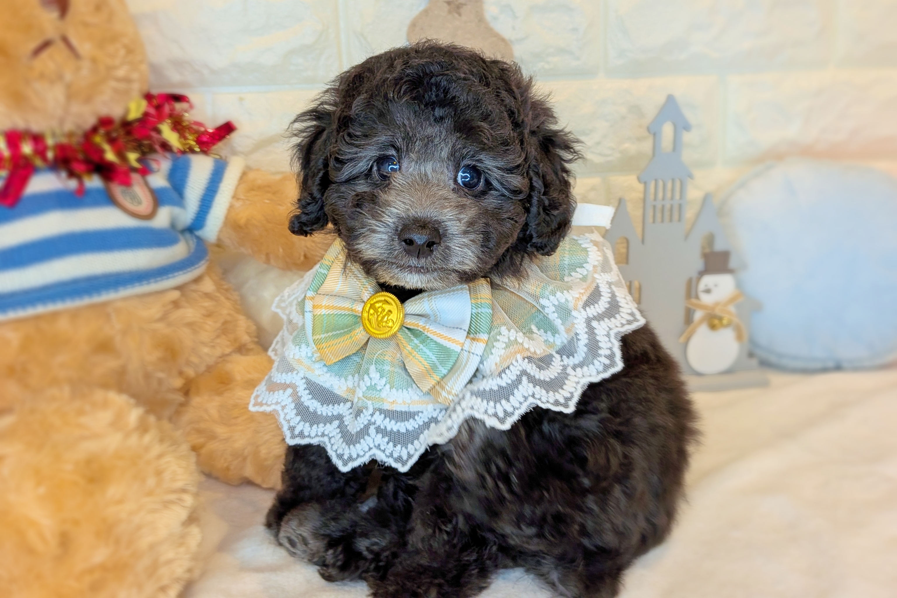 京都府のトイプードル(トイ) (ペッツワン亀岡店/2025年10月22日生まれ/男の子/グレー)の子犬の1枚目の画像