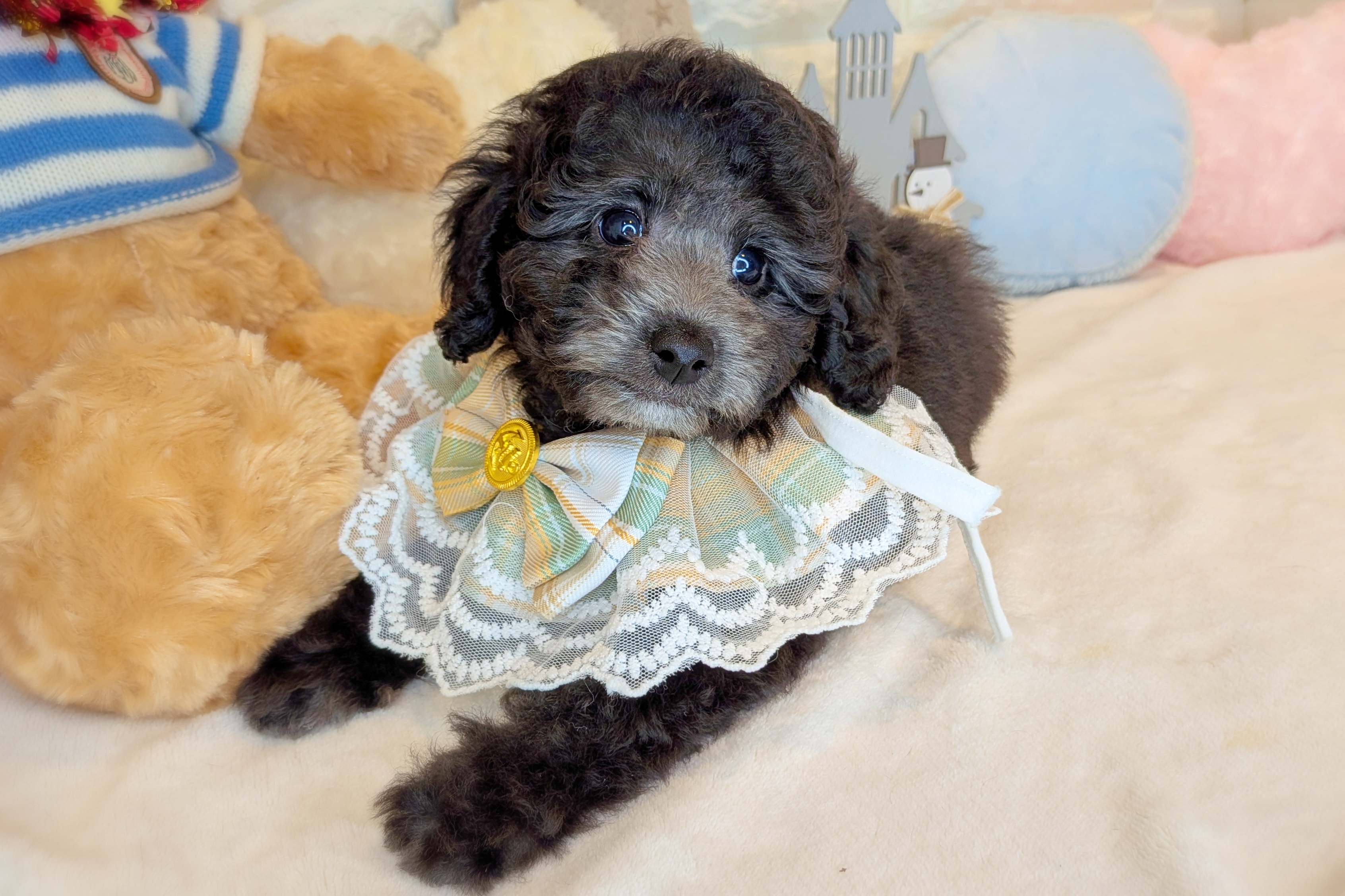 京都府のトイプードル(トイ) (ペッツワン亀岡店/2025年10月22日生まれ/男の子/グレー)の子犬の2枚目の画像