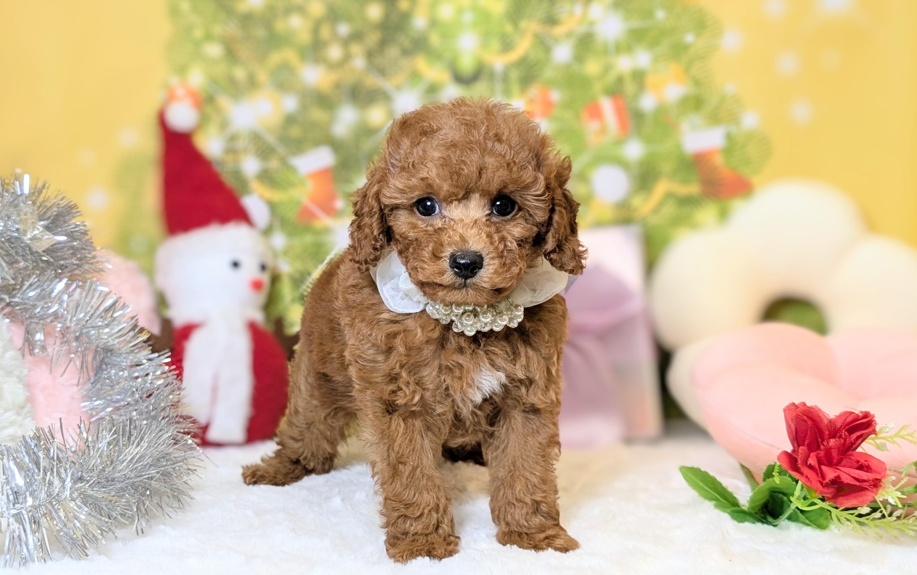 兵庫県のトイプードル(トイ) (ペッツワン神戸西神南店/2025年10月21日生まれ/男の子/レッドフォーン)の子犬の2枚目の画像